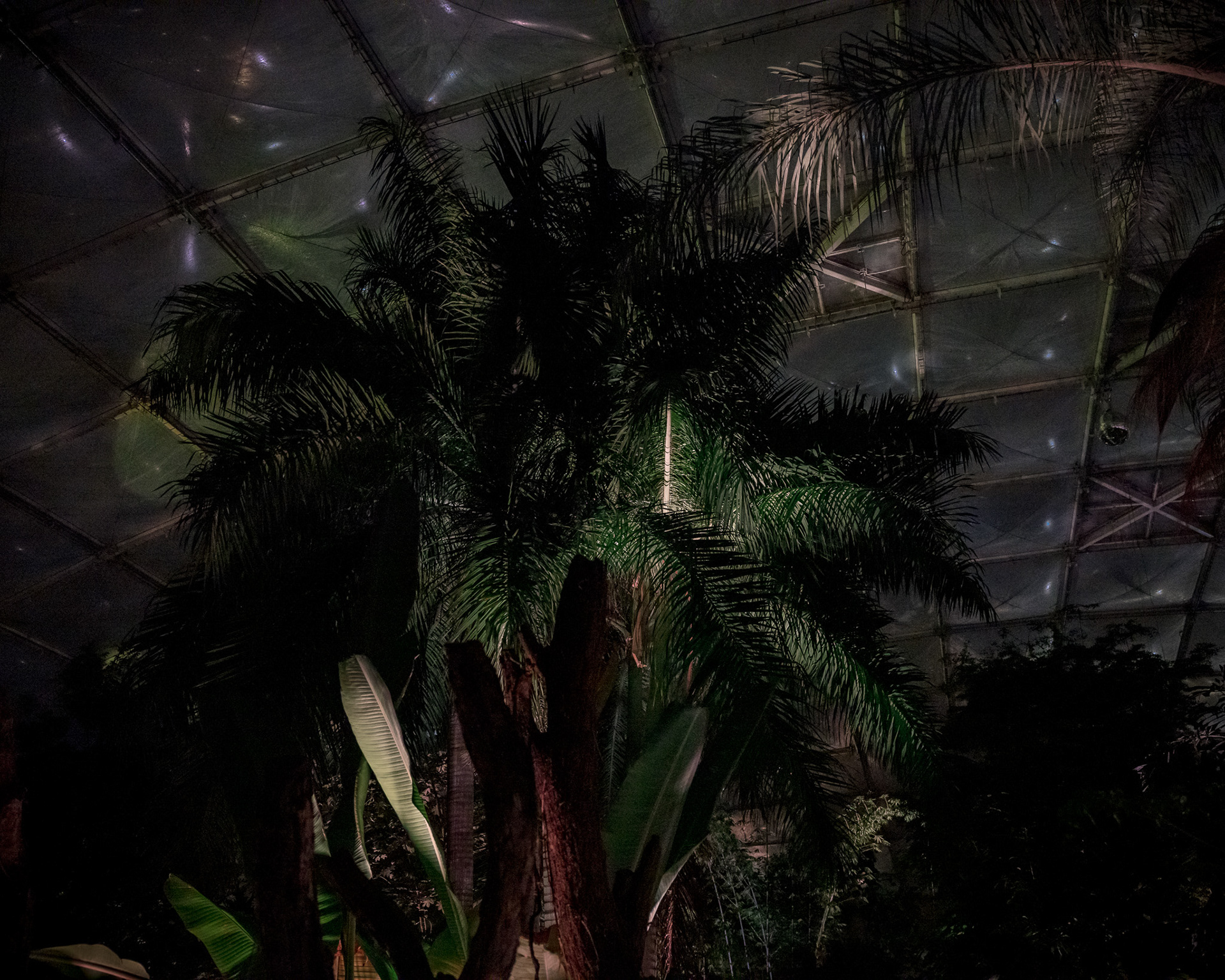 Magisches Tropenleuchten 2026