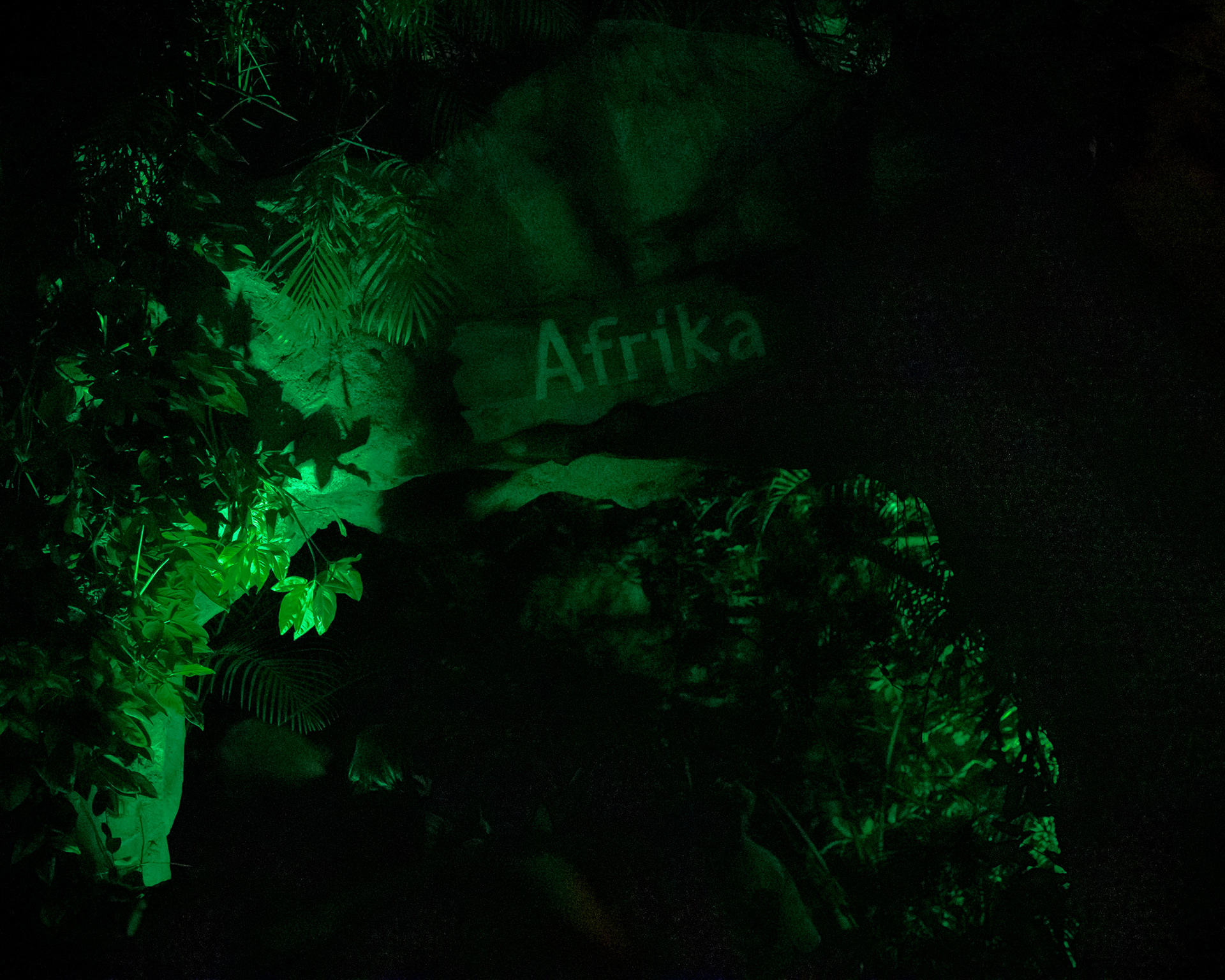 Magisches Tropenleuchten 2026