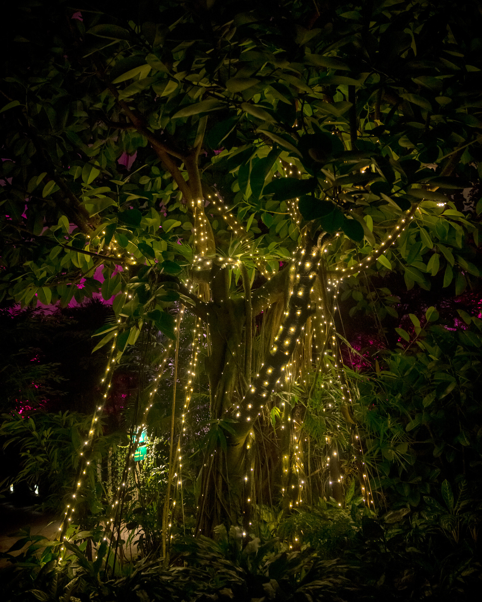 Magisches Tropenleuchten 2026