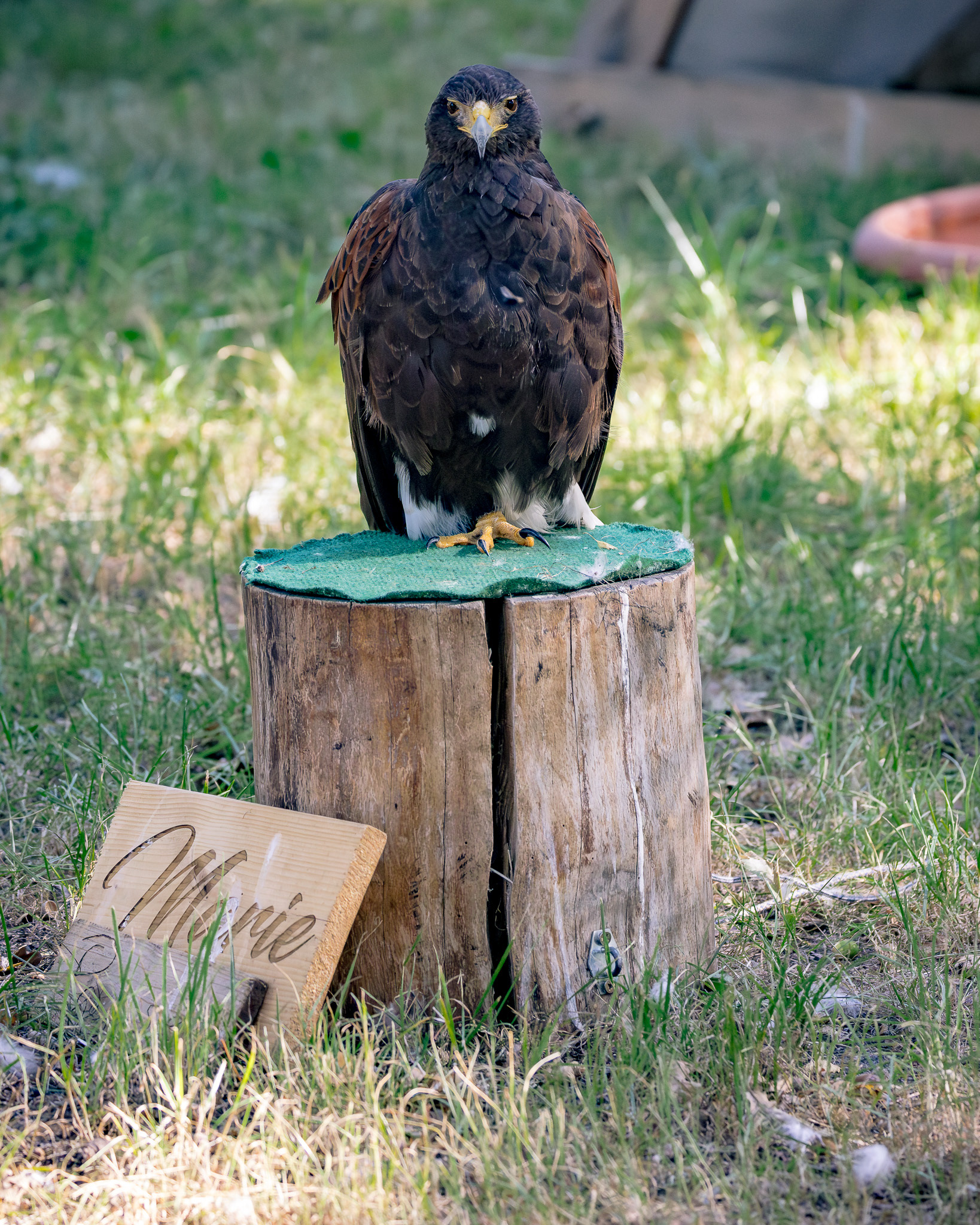 Falkner - Impressionen MPS Luhmühlen