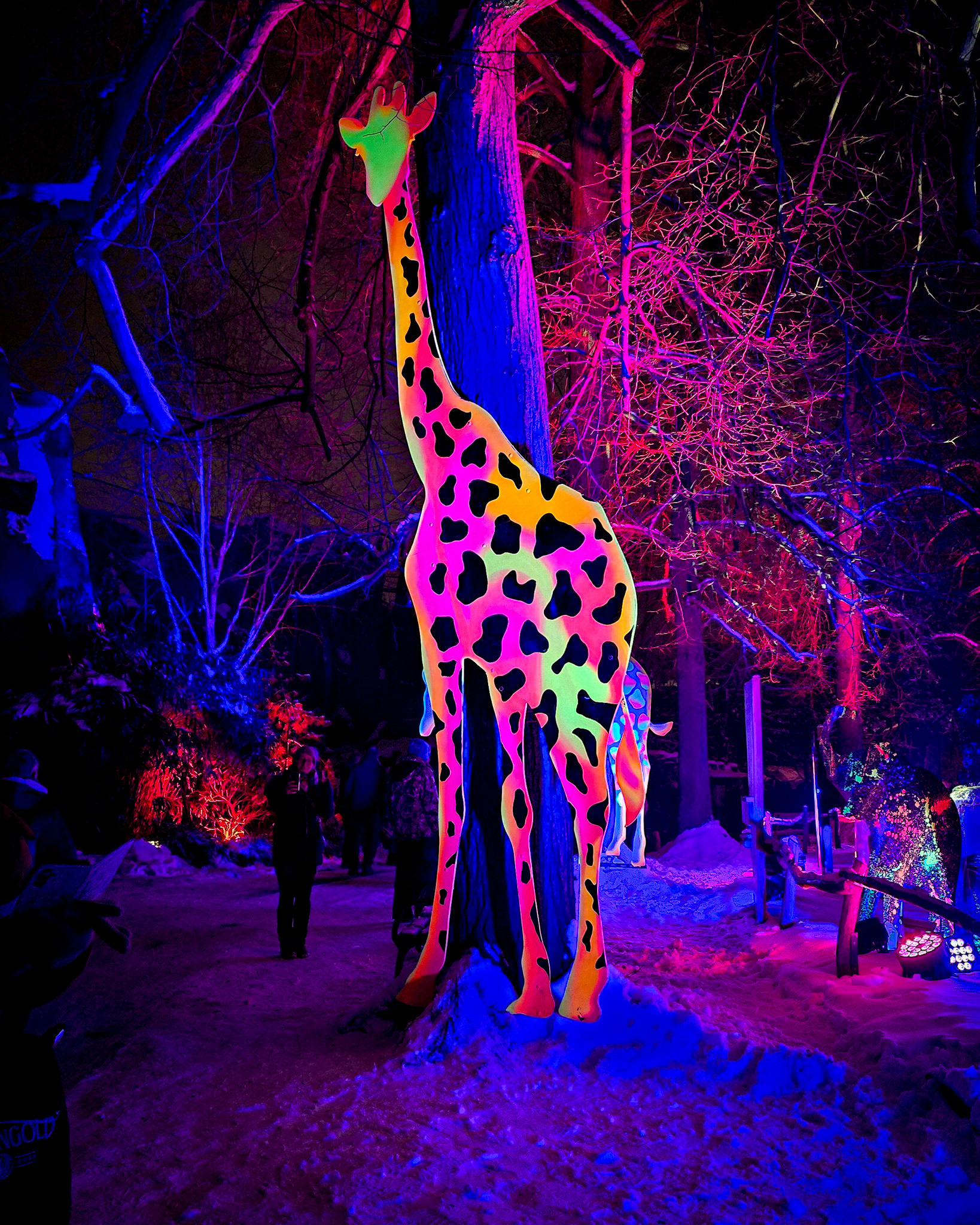 Magisches Tropenleuchten 2026