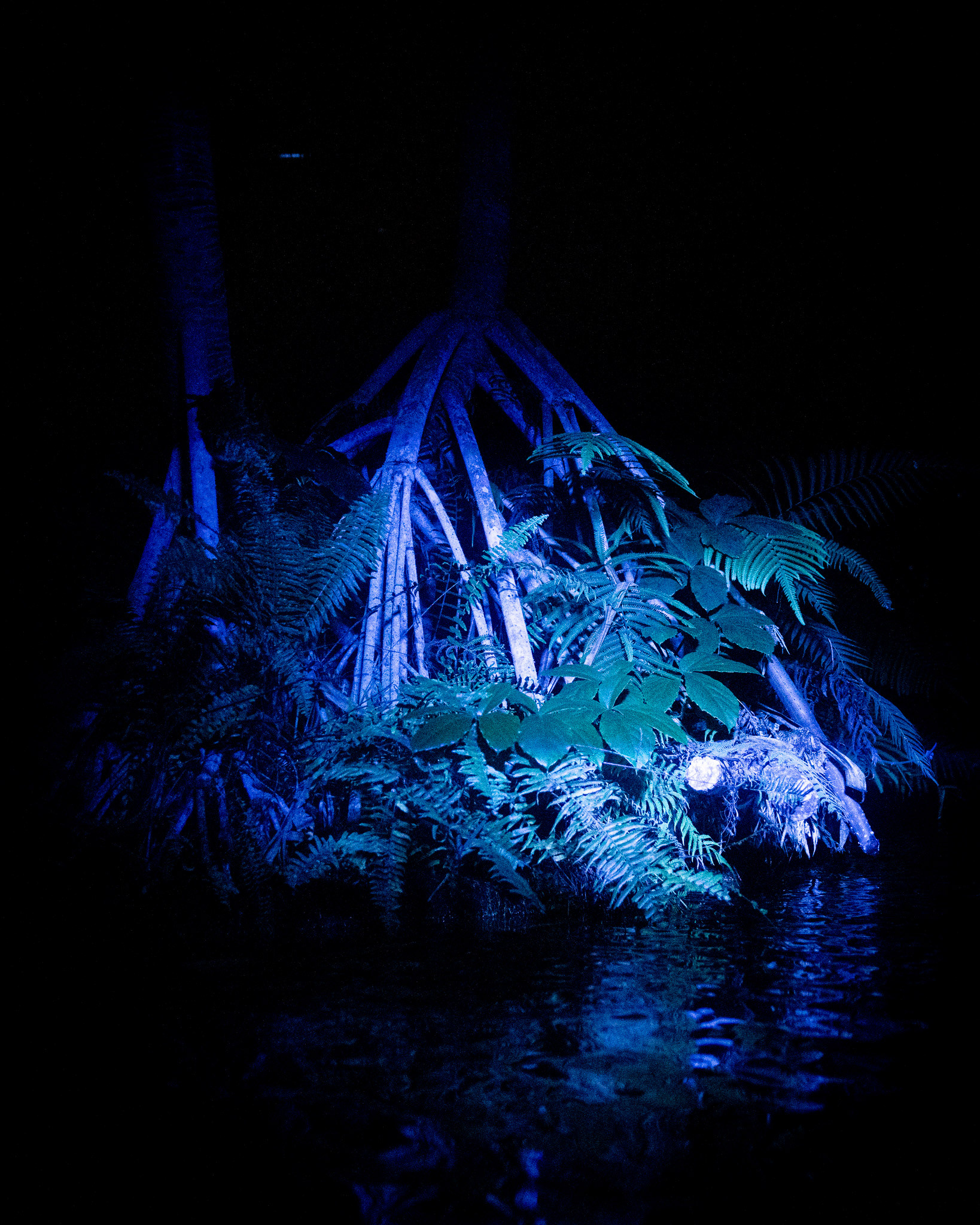 Magisches Tropenleuchten 2026