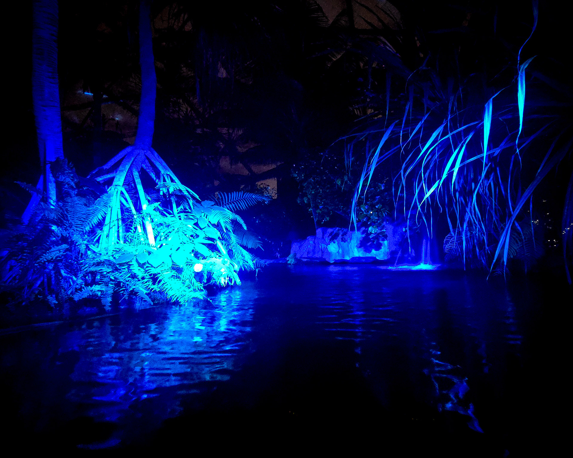 Magisches Tropenleuchten 2026