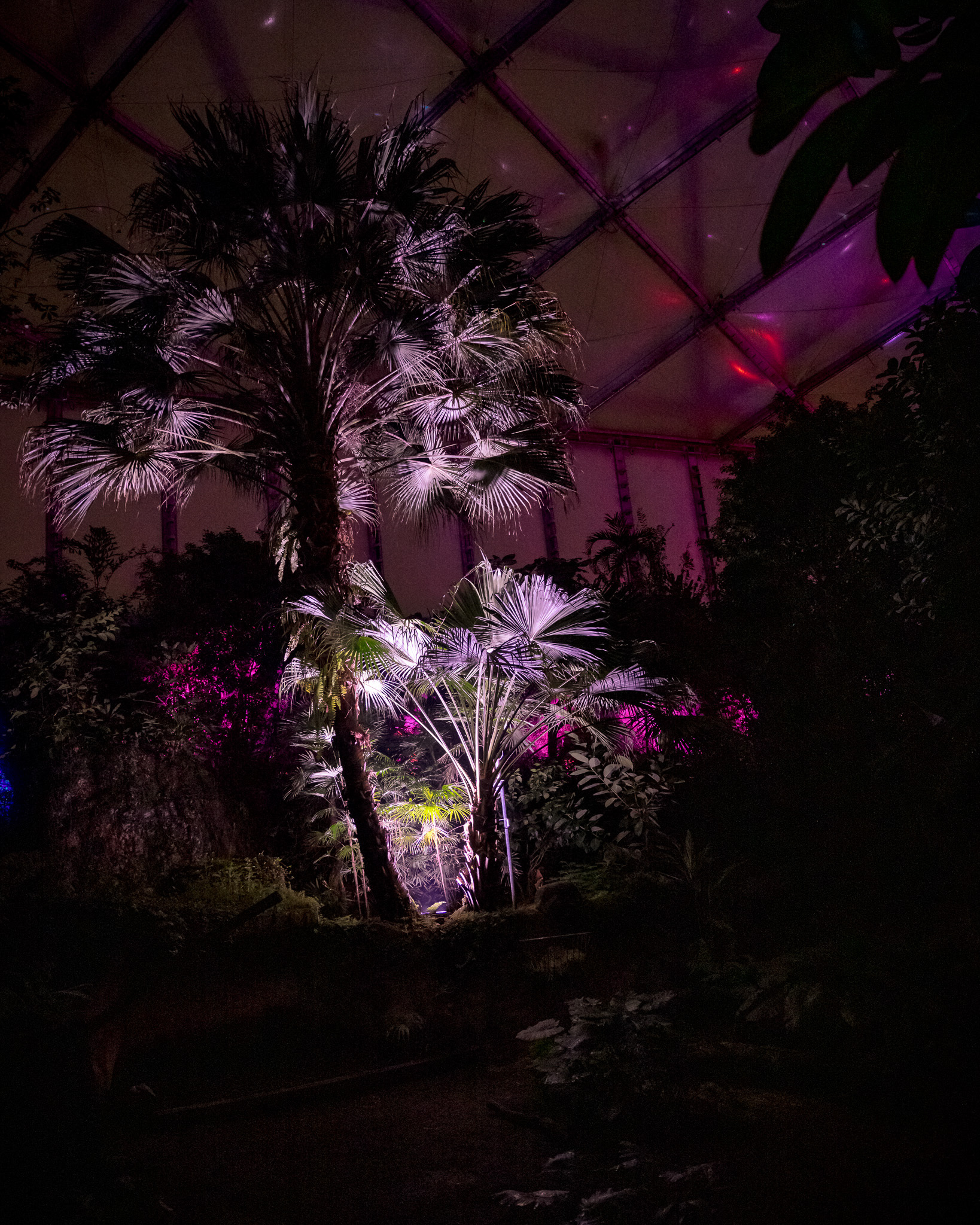 Magisches Tropenleuchten 2026