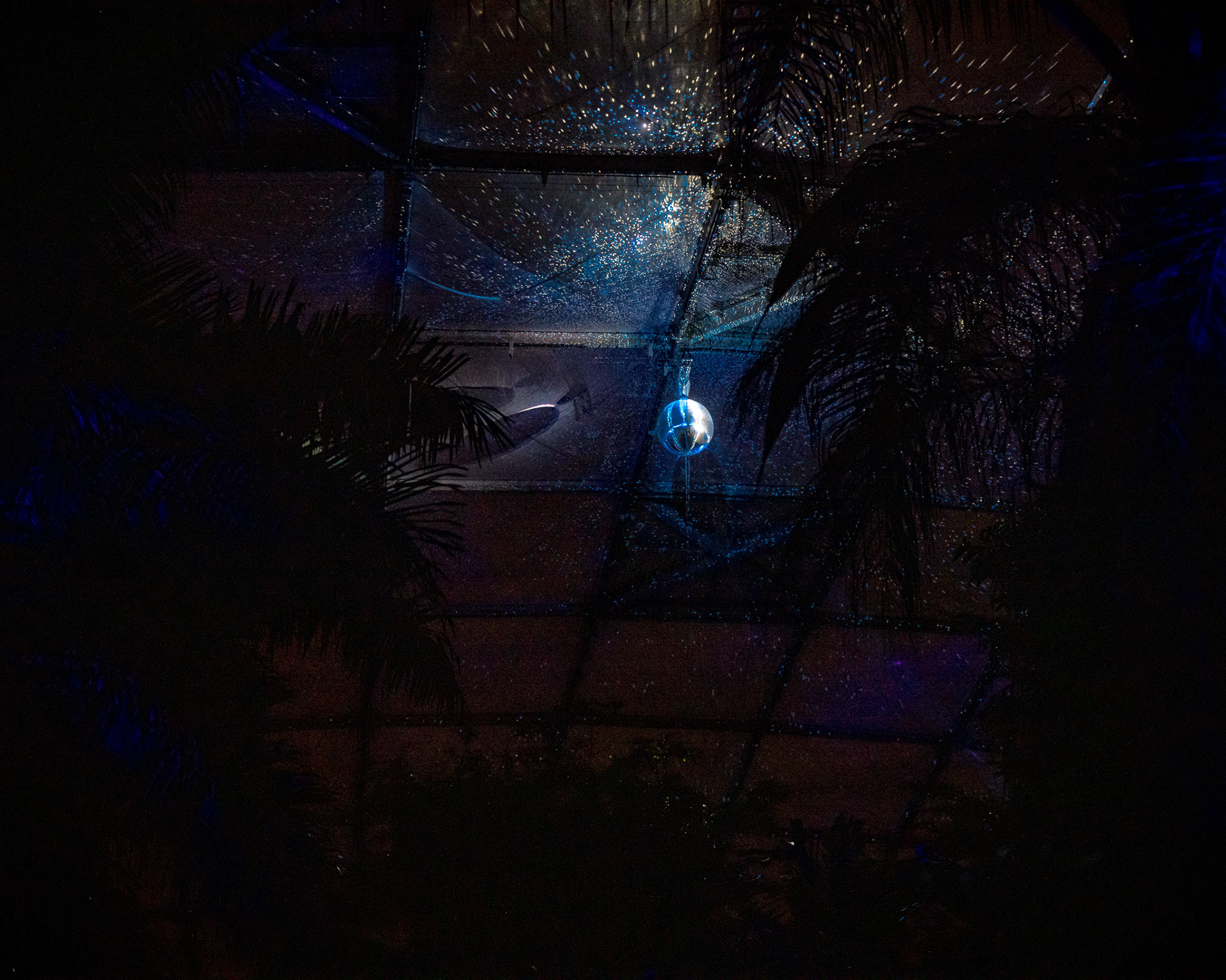 Magisches Tropenleuchten 2026