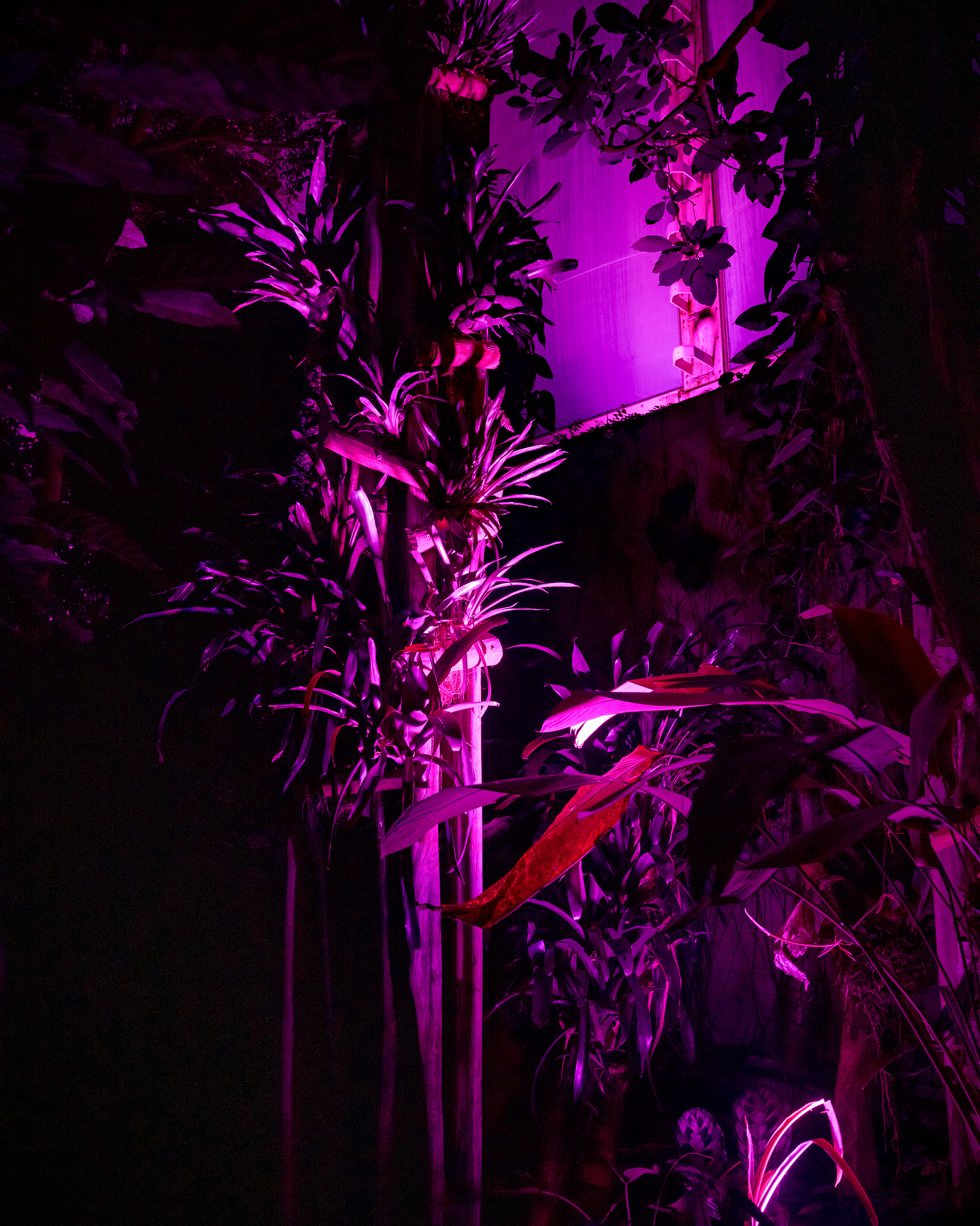 Magisches Tropenleuchten 2026