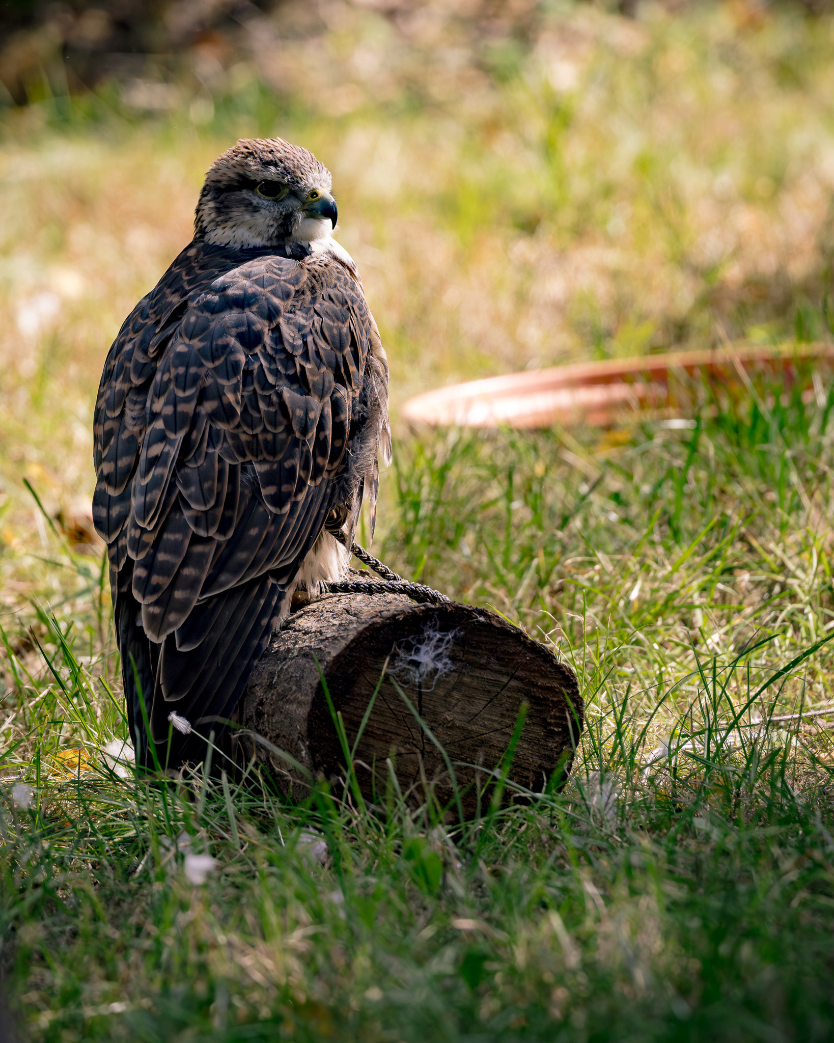 Falkner - Impressionen MPS Luhmühlen