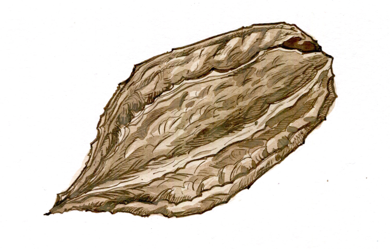 Butternut