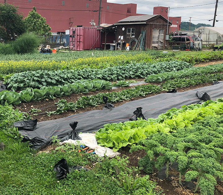 A view of rows of kale and other greens at Braddock Farms