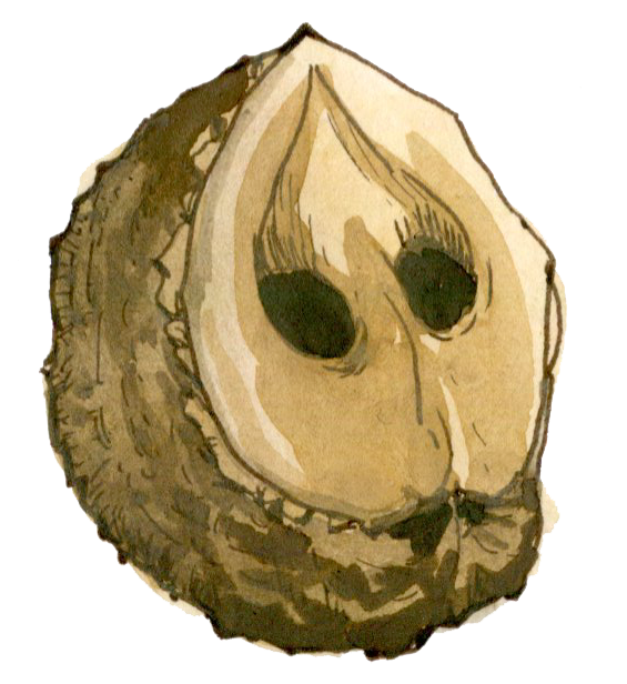 Black Walnut