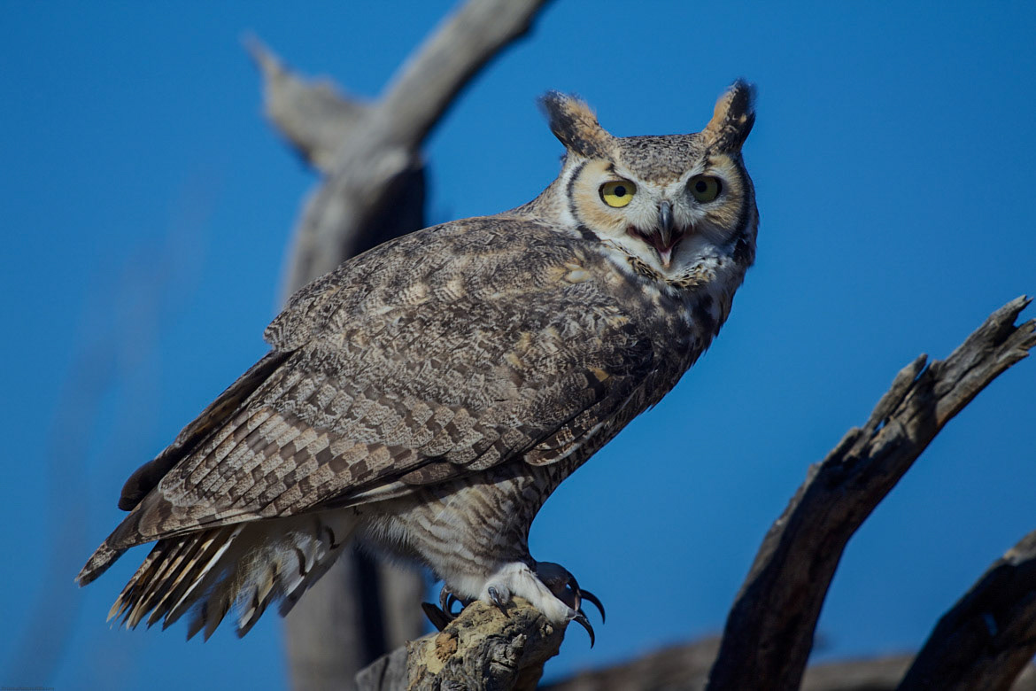 Great Horned Owl