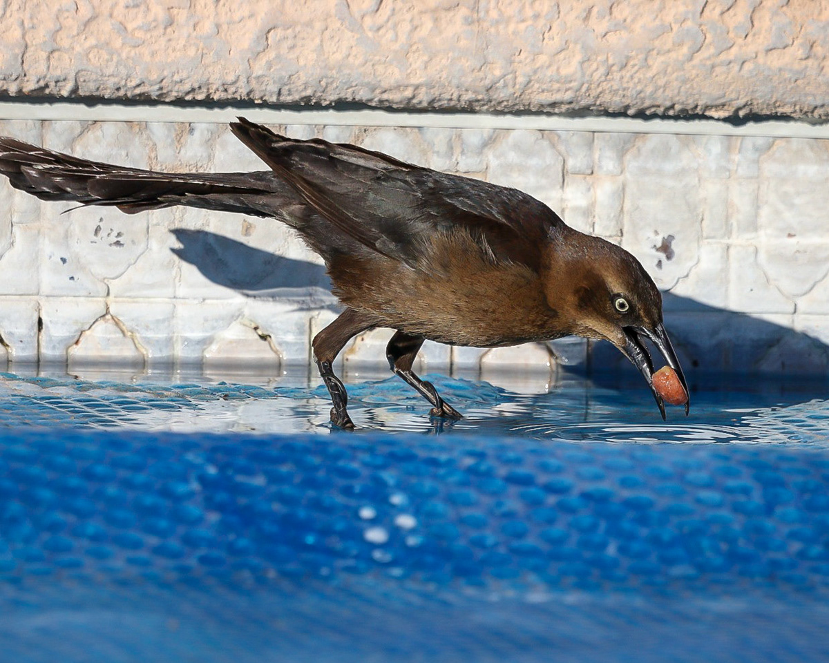 Grackle soaking a pinenut in the water accumulated on the top of our pool cover