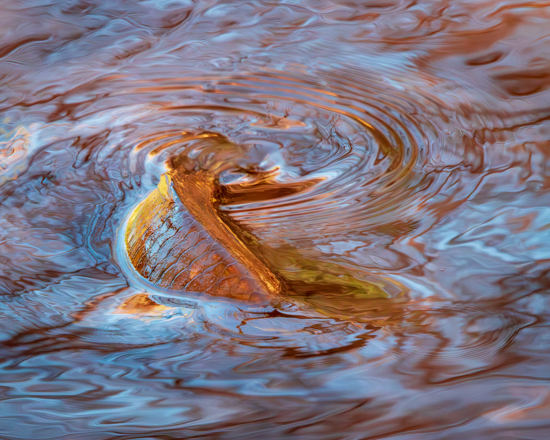 Carp in shallow water