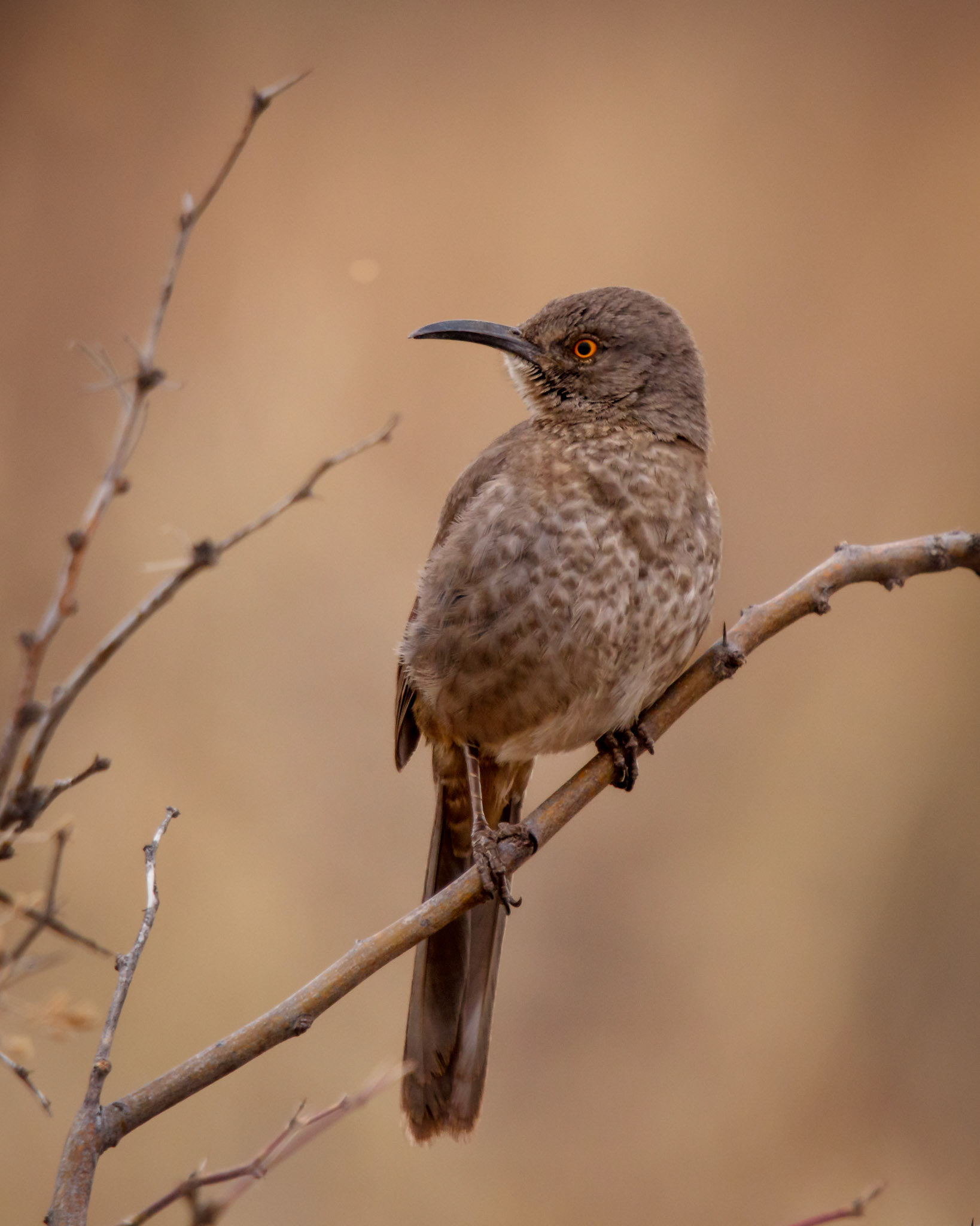 Curved-billed Thrasher