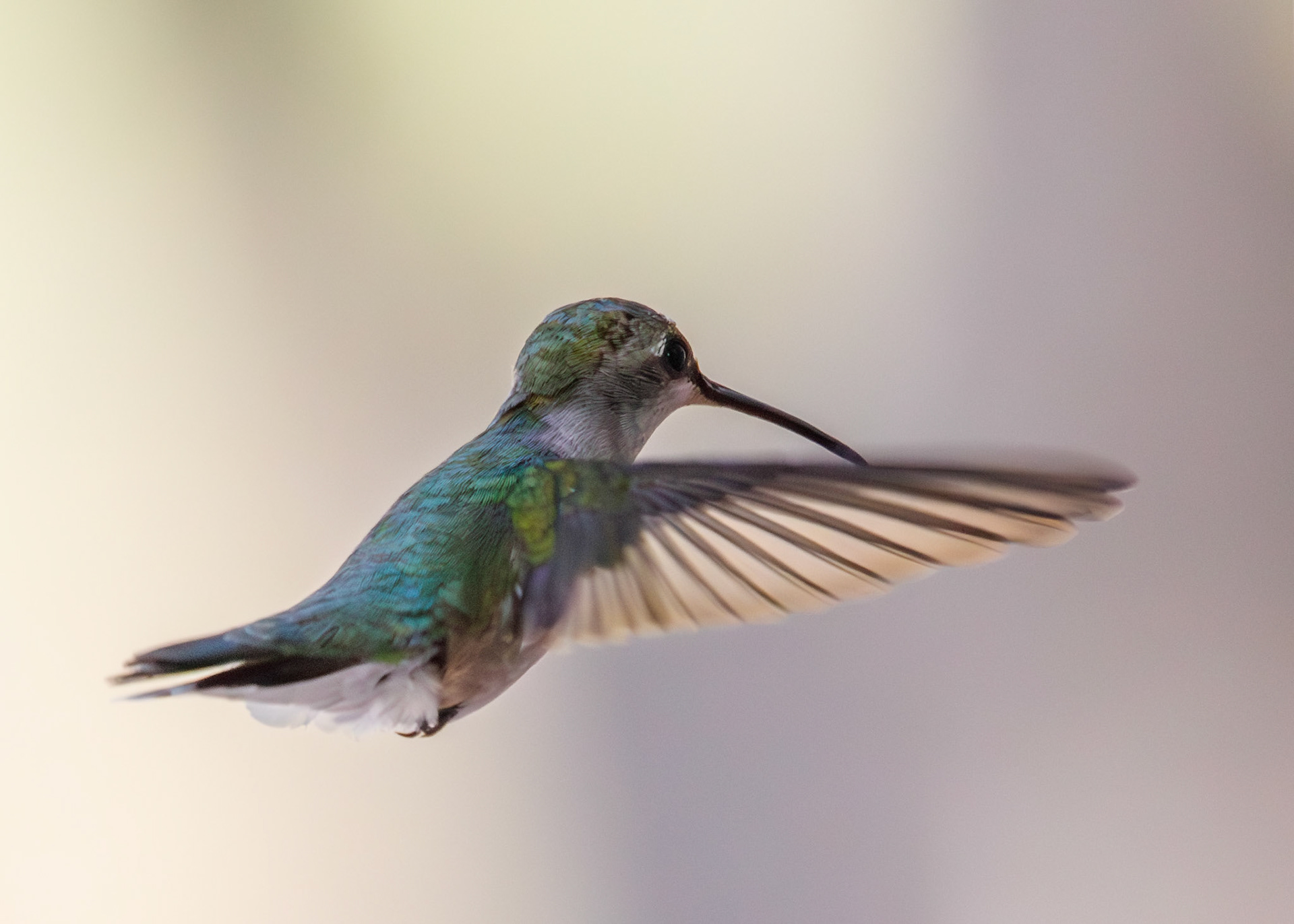Ruby-throated Hummingbird