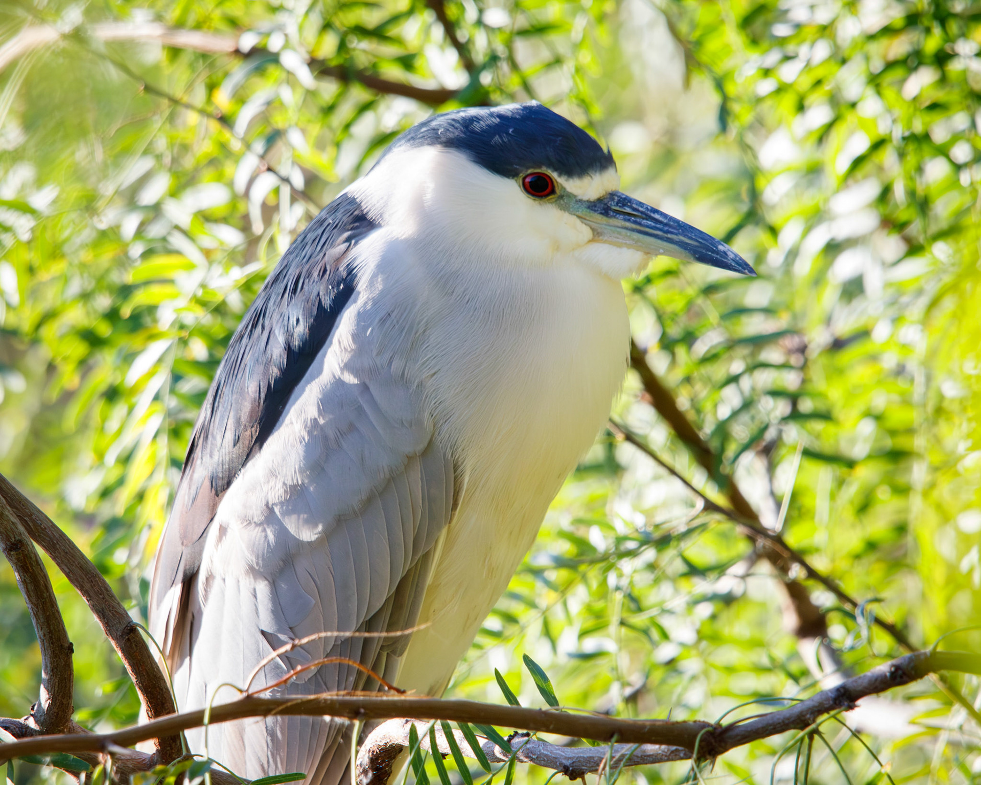 Black-crowned Night Heron