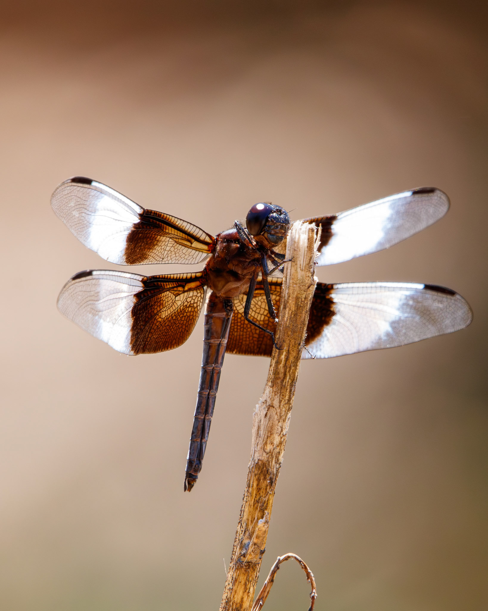 Widow Skimmer Dragonfly