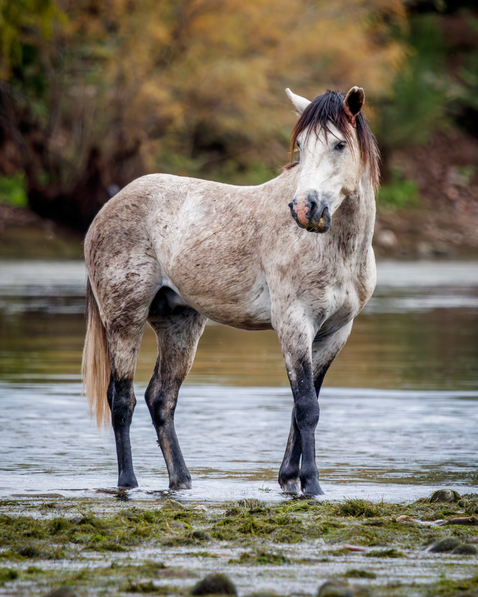 Salt River Feral Horse