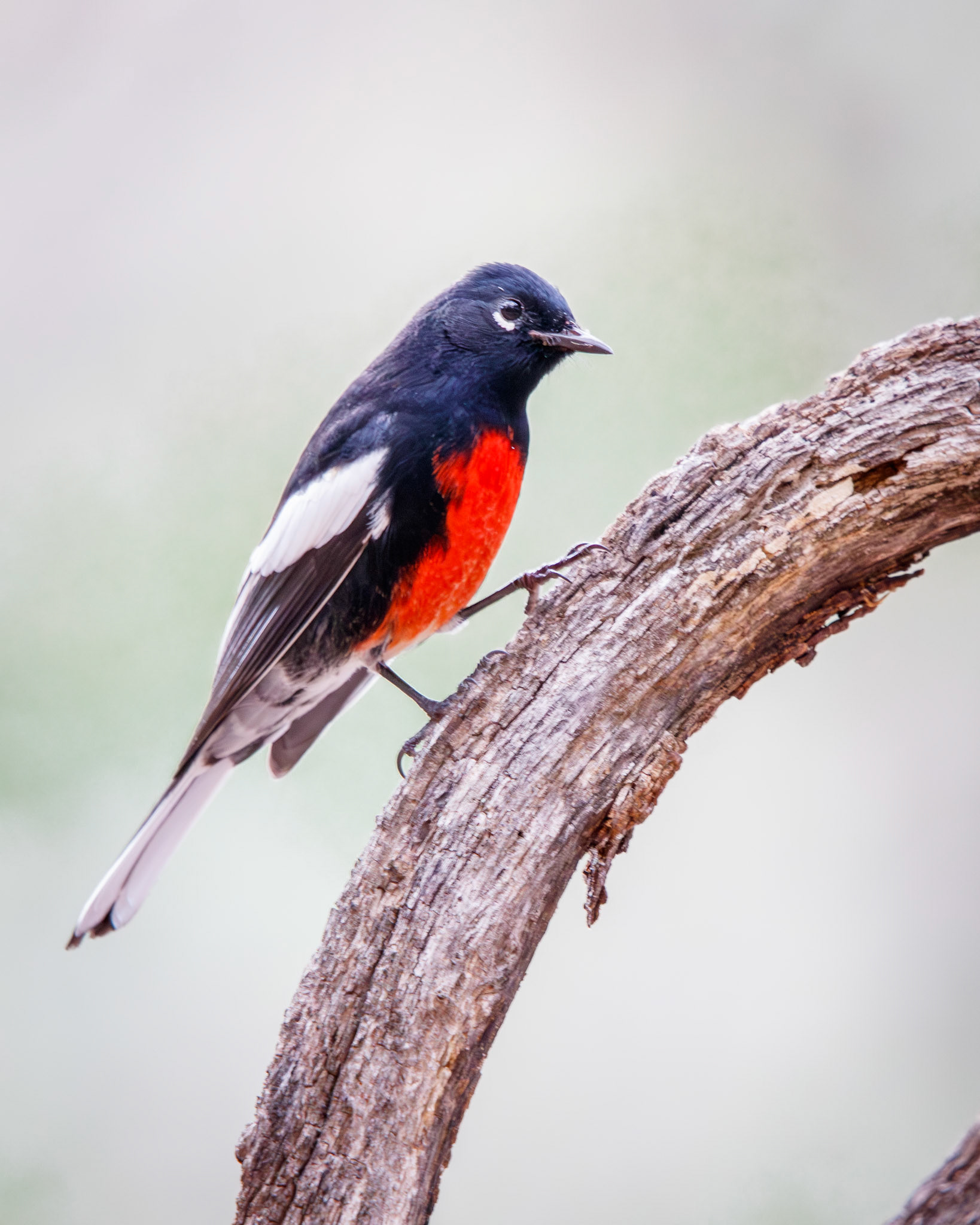 Painted Redstart