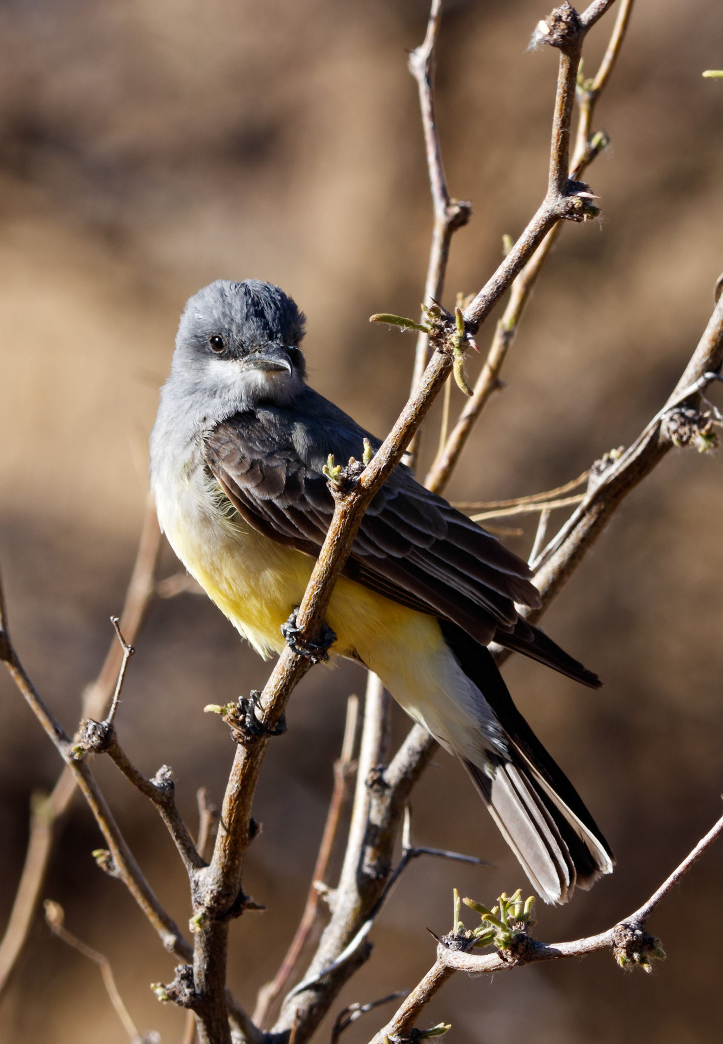 Cassin's Kingbird