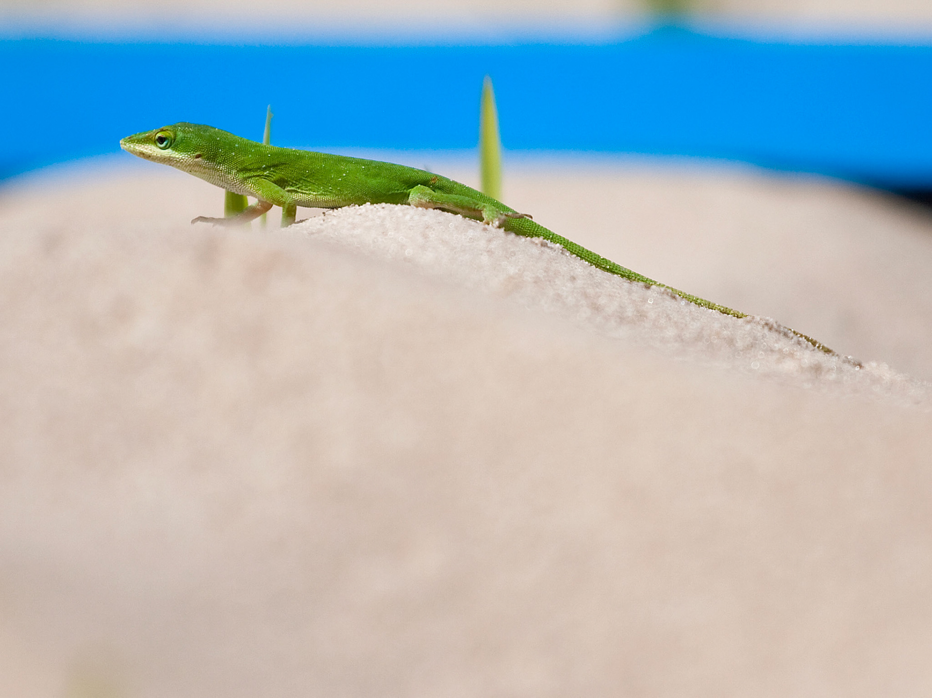 Green Anole Lizard