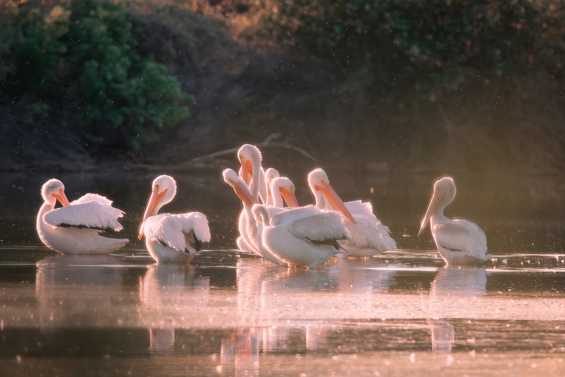 White Pelicans