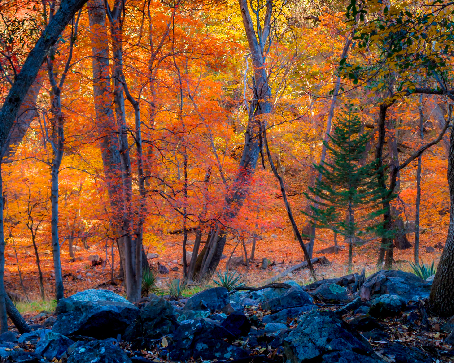 Fall colors along the Bledsoe Loop in Ramsey Canyon