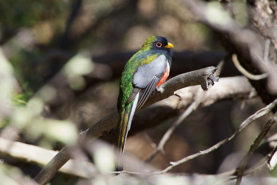 Elegant Trogon shot in Huachuca Canyon