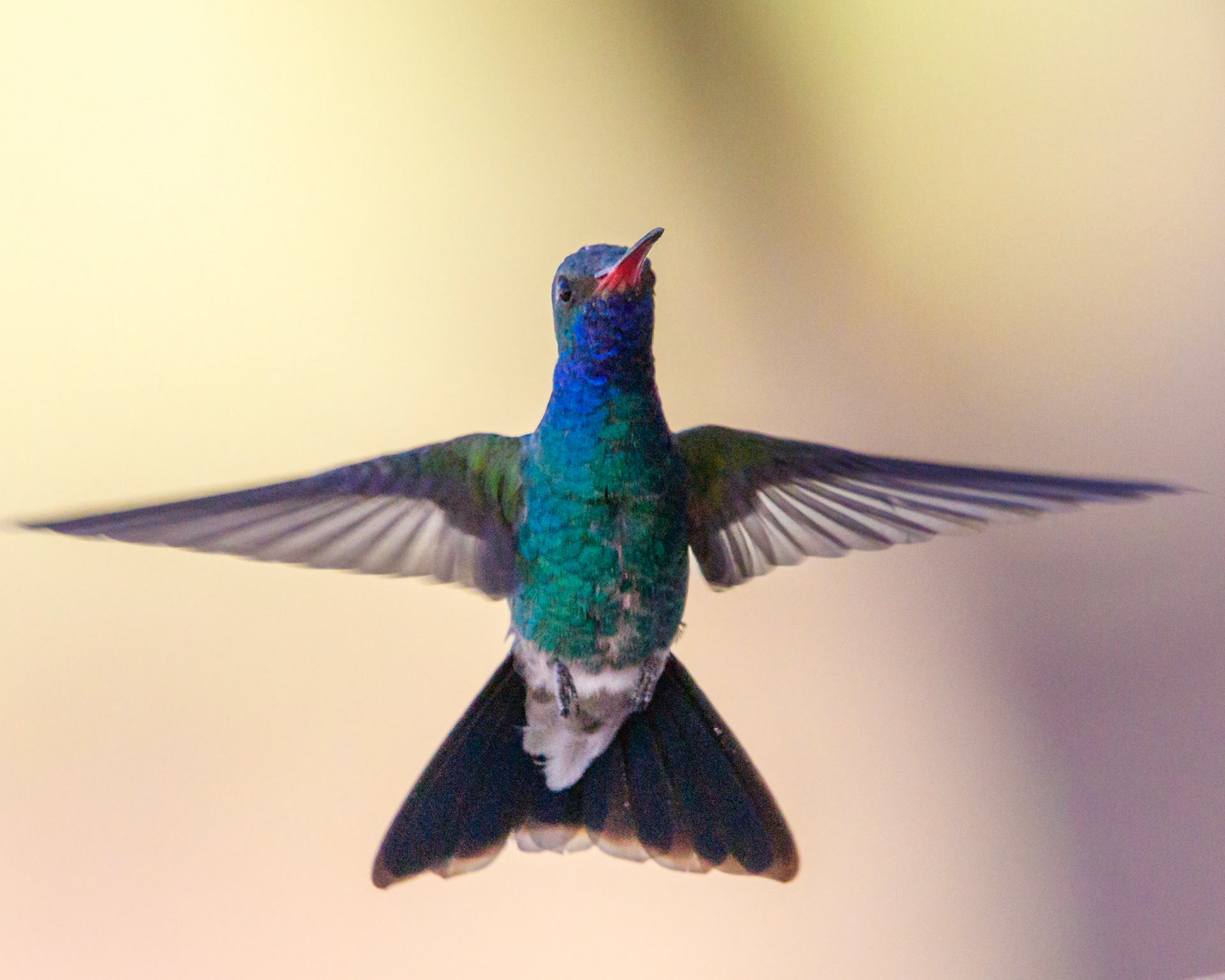 Broad-billed Hummingbird