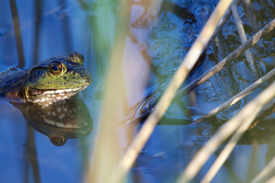 American Bullfrog