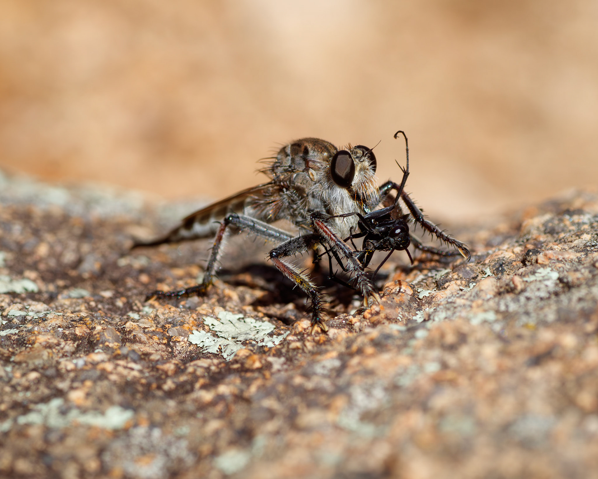 Robber Fly