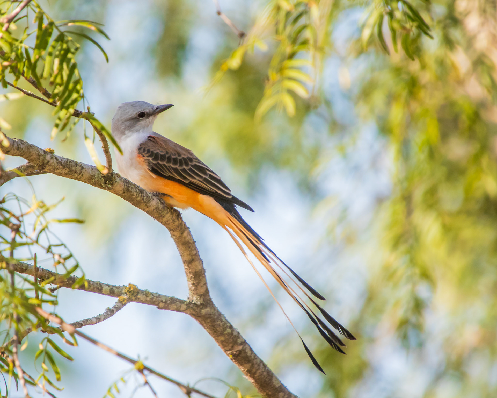 Scissor-tailed Flycatcher