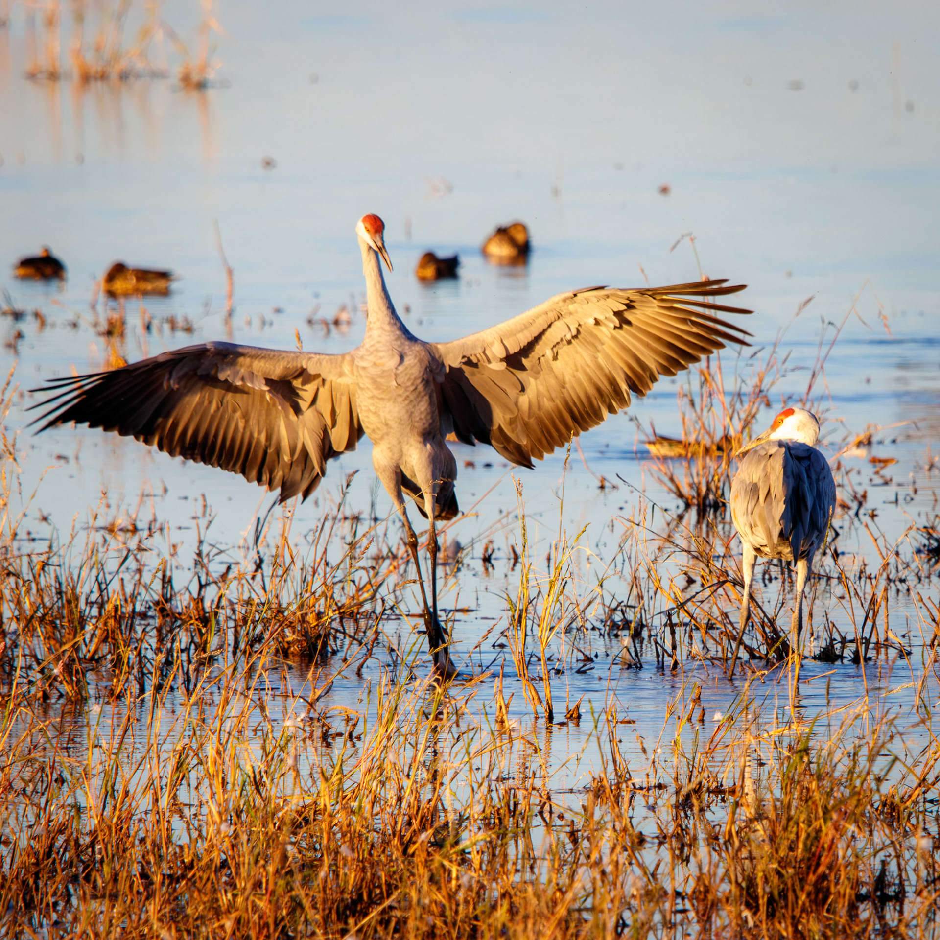 Sandhill Crane