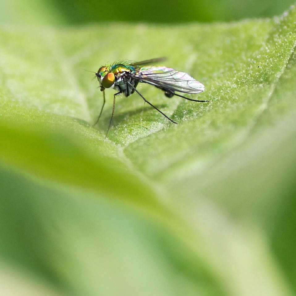 Long-legged Fly