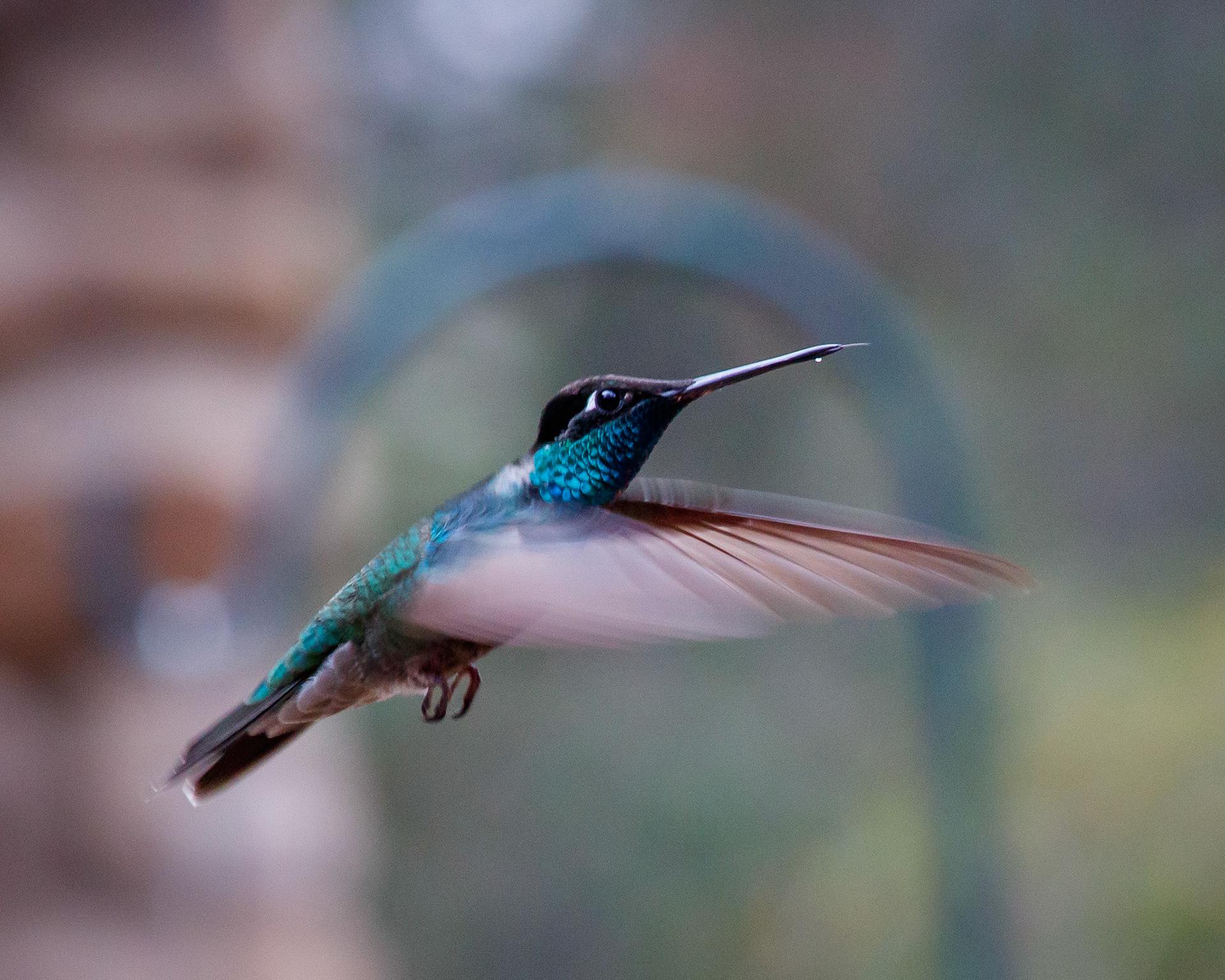 Rivoli's (aka Magnificent) Hummingbird