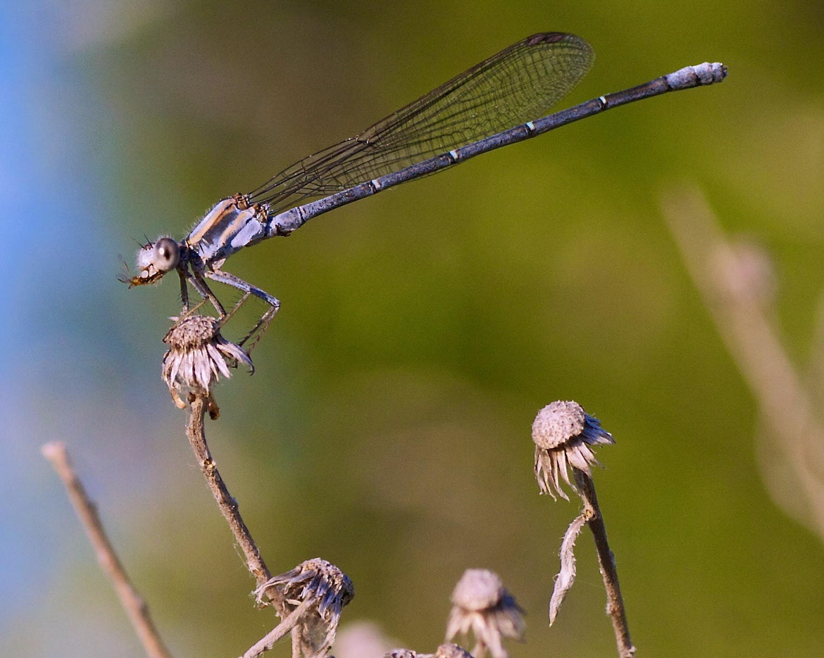 Damselfly