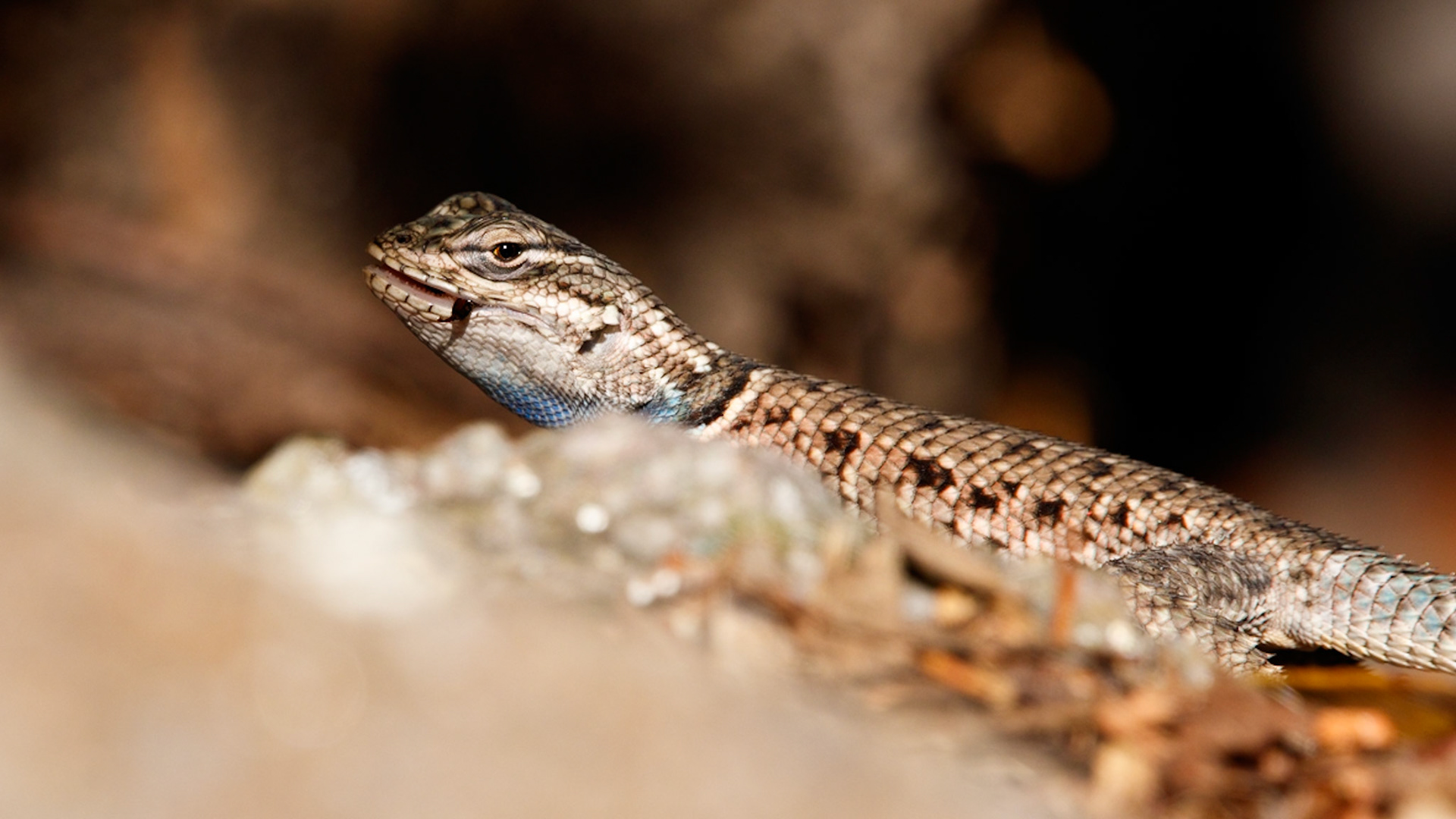 Yarrow's Spiny Lizard