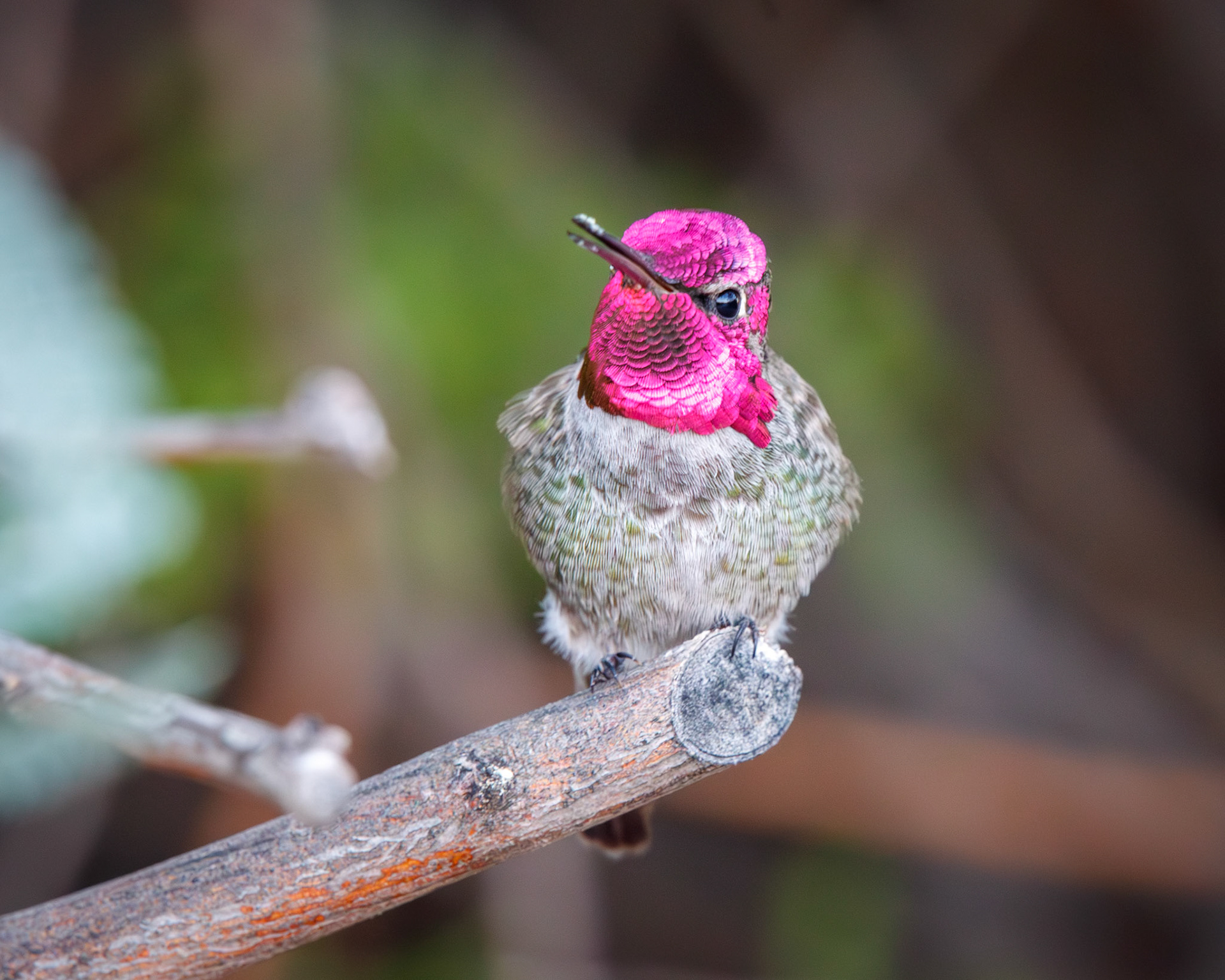 Anna's Hummingbird