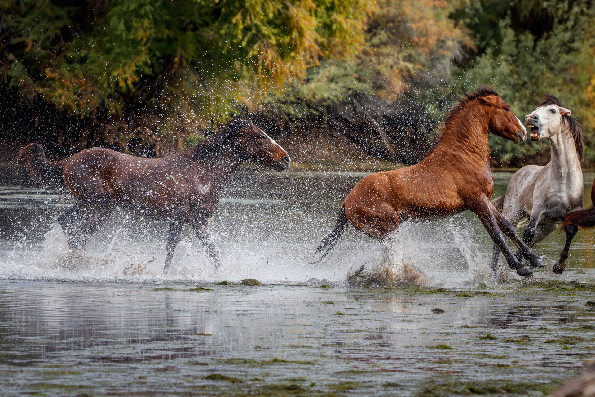 Salt River Feral Horse