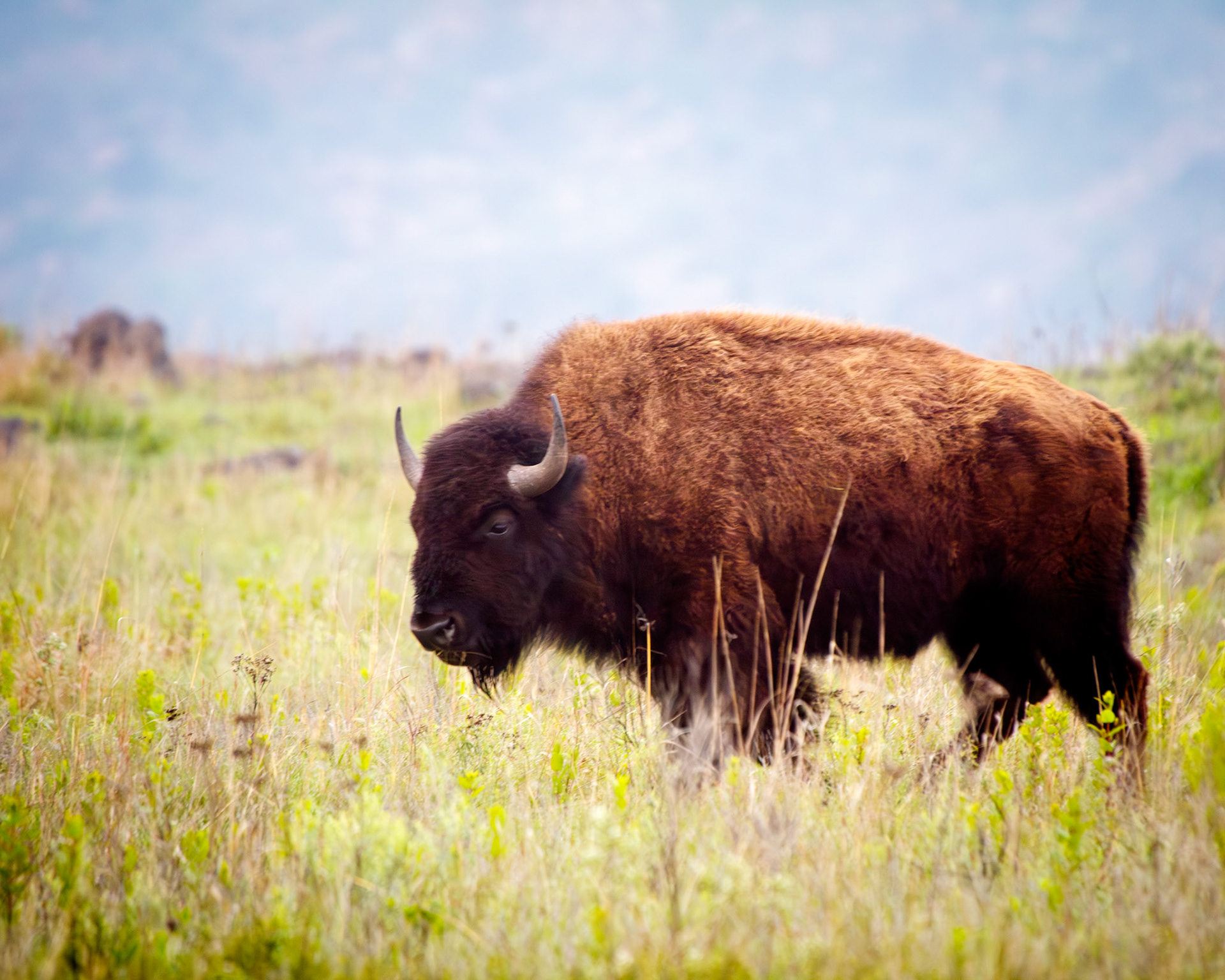 American Bison