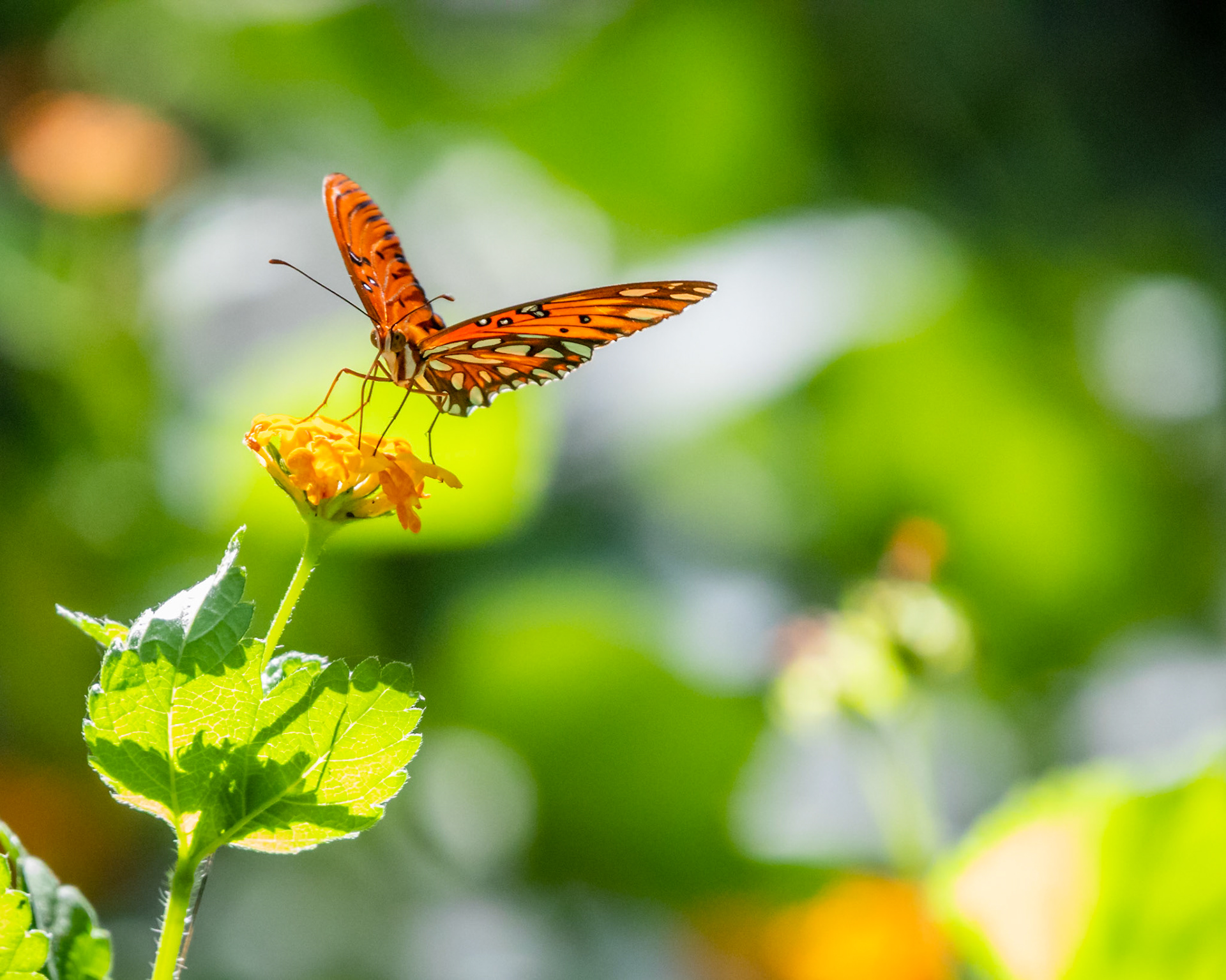 Gulf Fritillary
