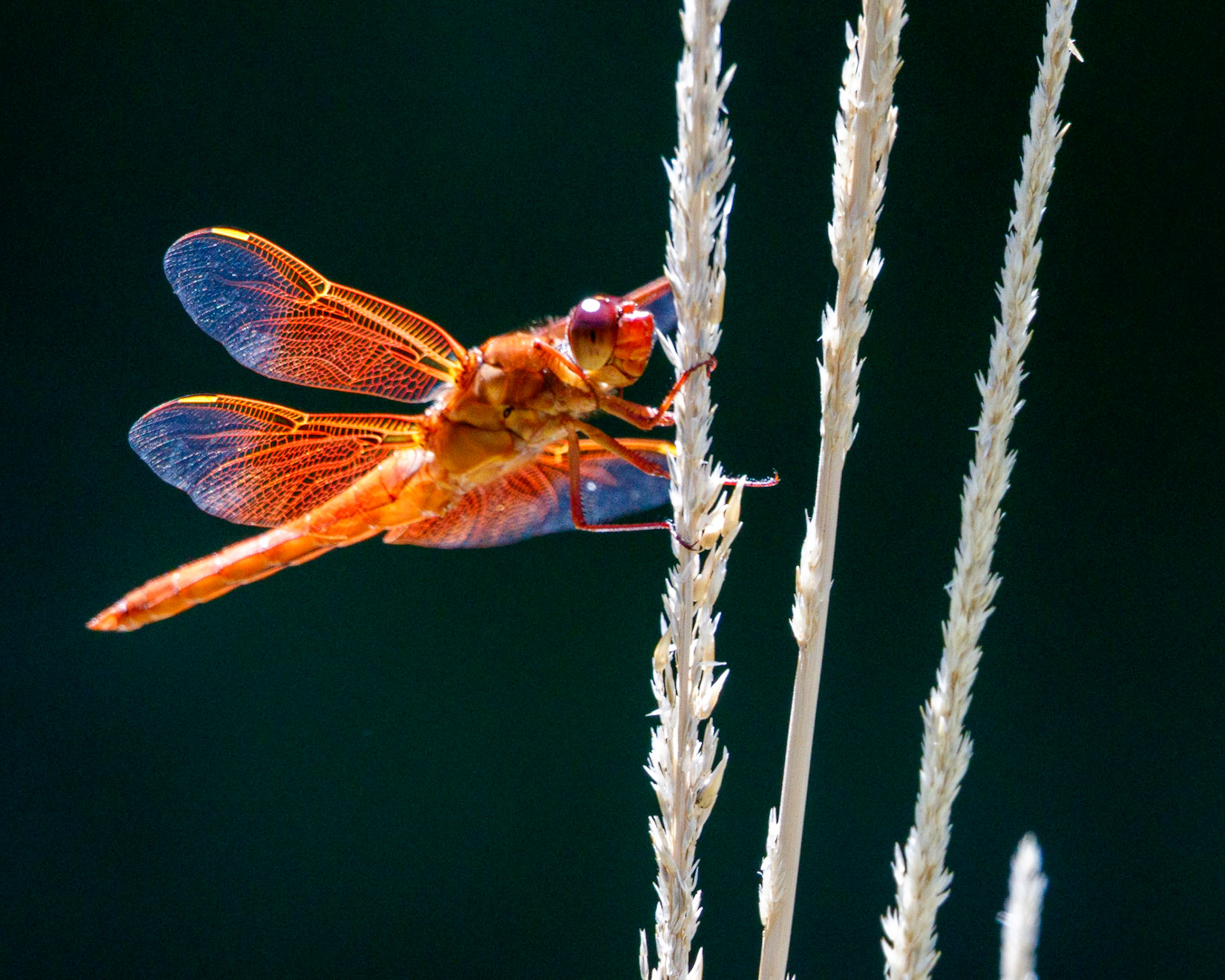 Flame Skimmer Dragonfly