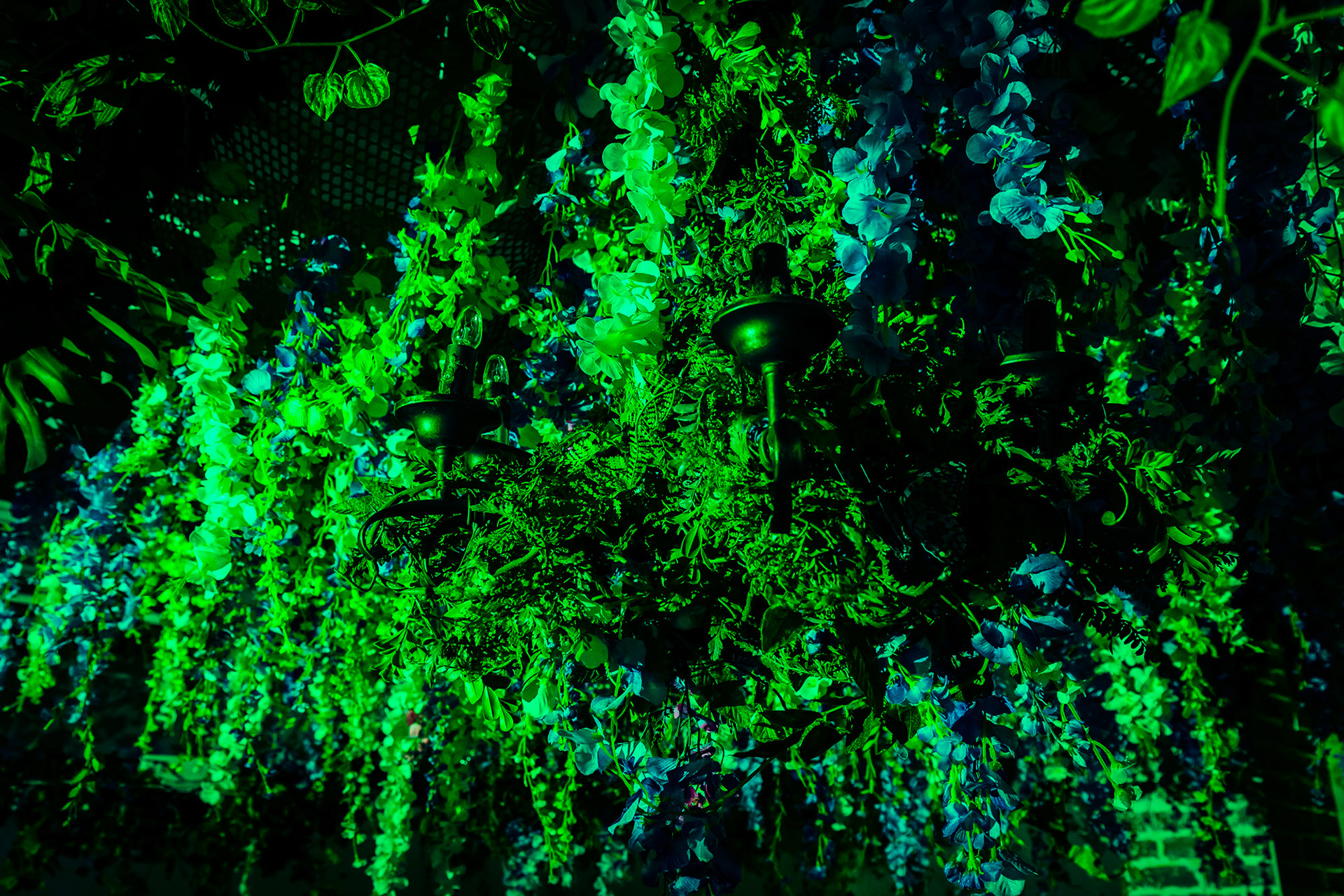 The Canopy of the Wold