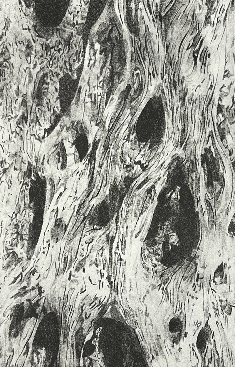 Bark, Photo LIthography