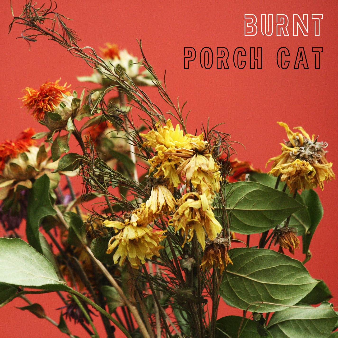 Album art for Porch Cat. Photography.