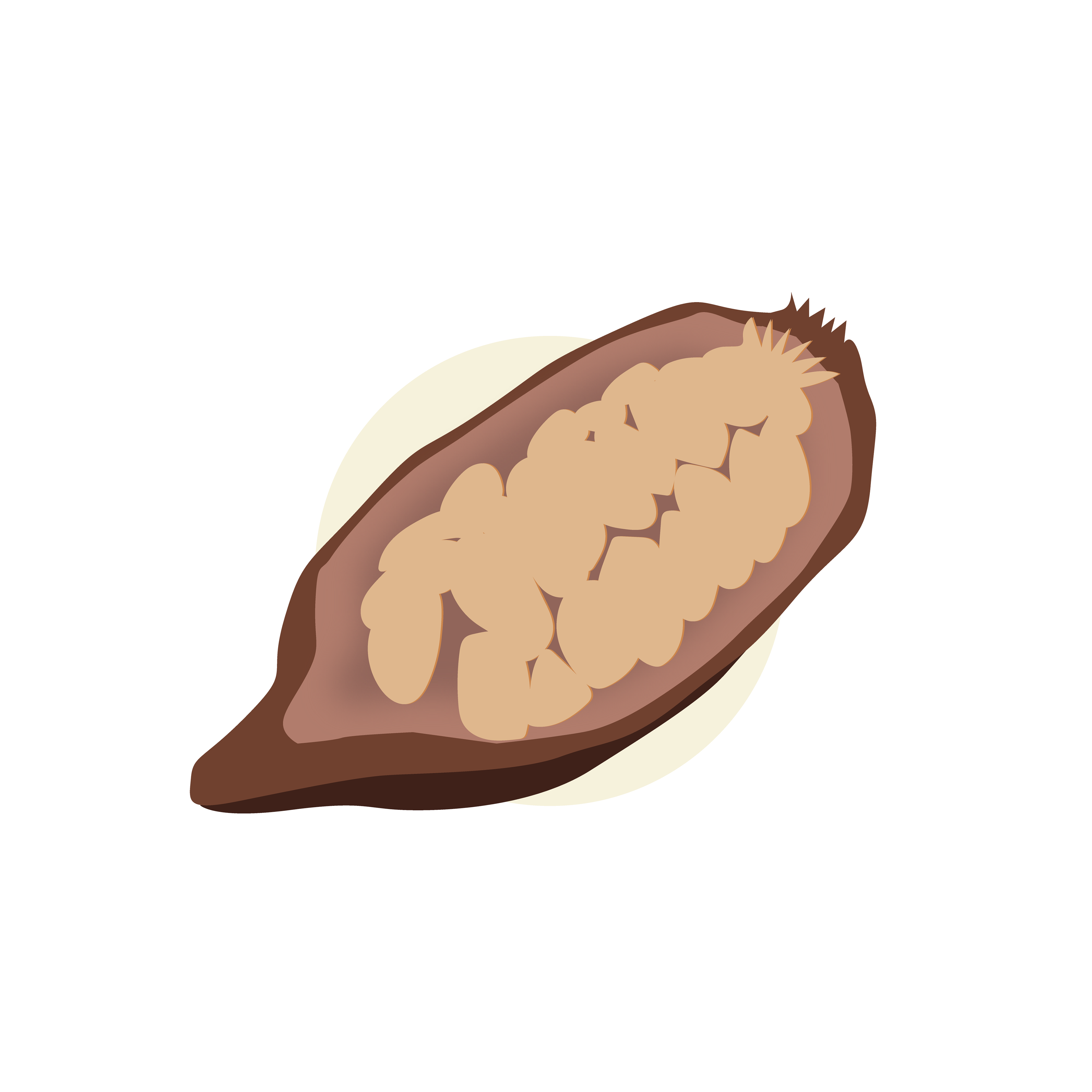cacao pod/cosse de cacao