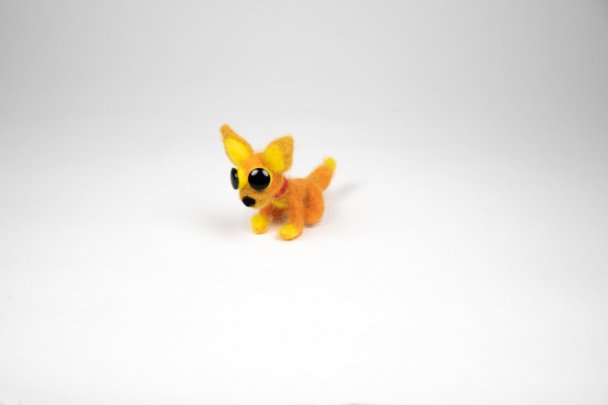 Orange Chihuahua