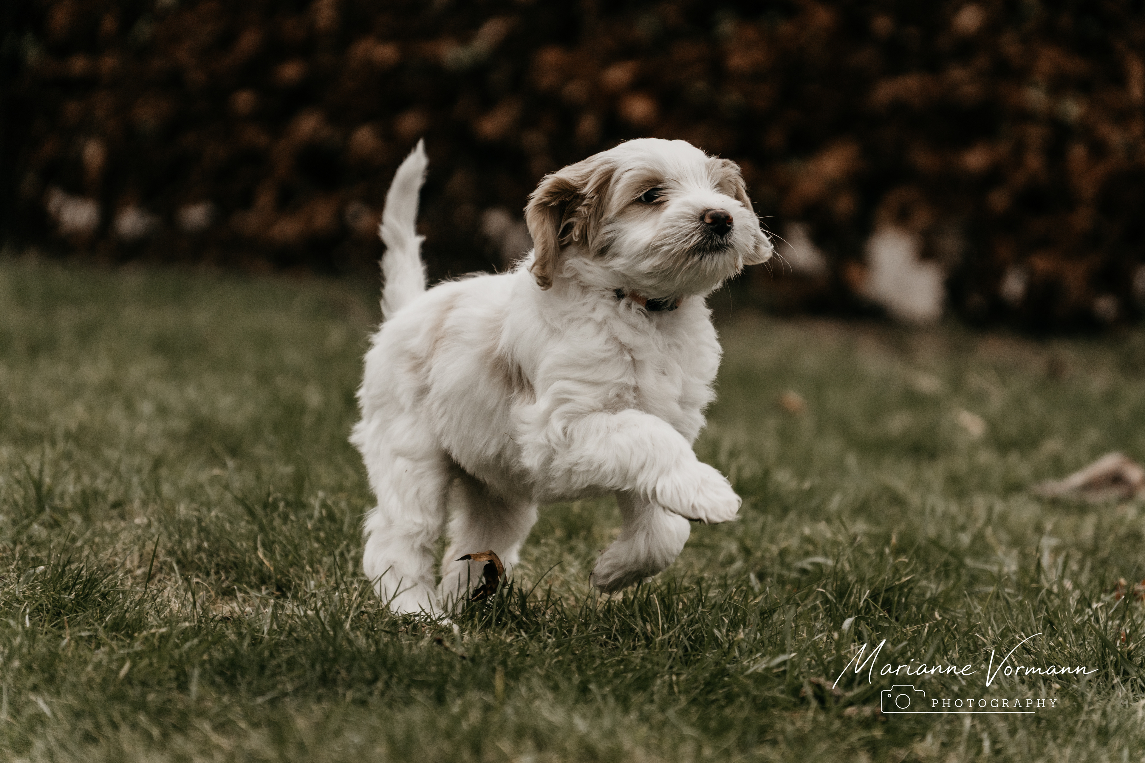 Eerste stapjes - Puppy Fotoshooting