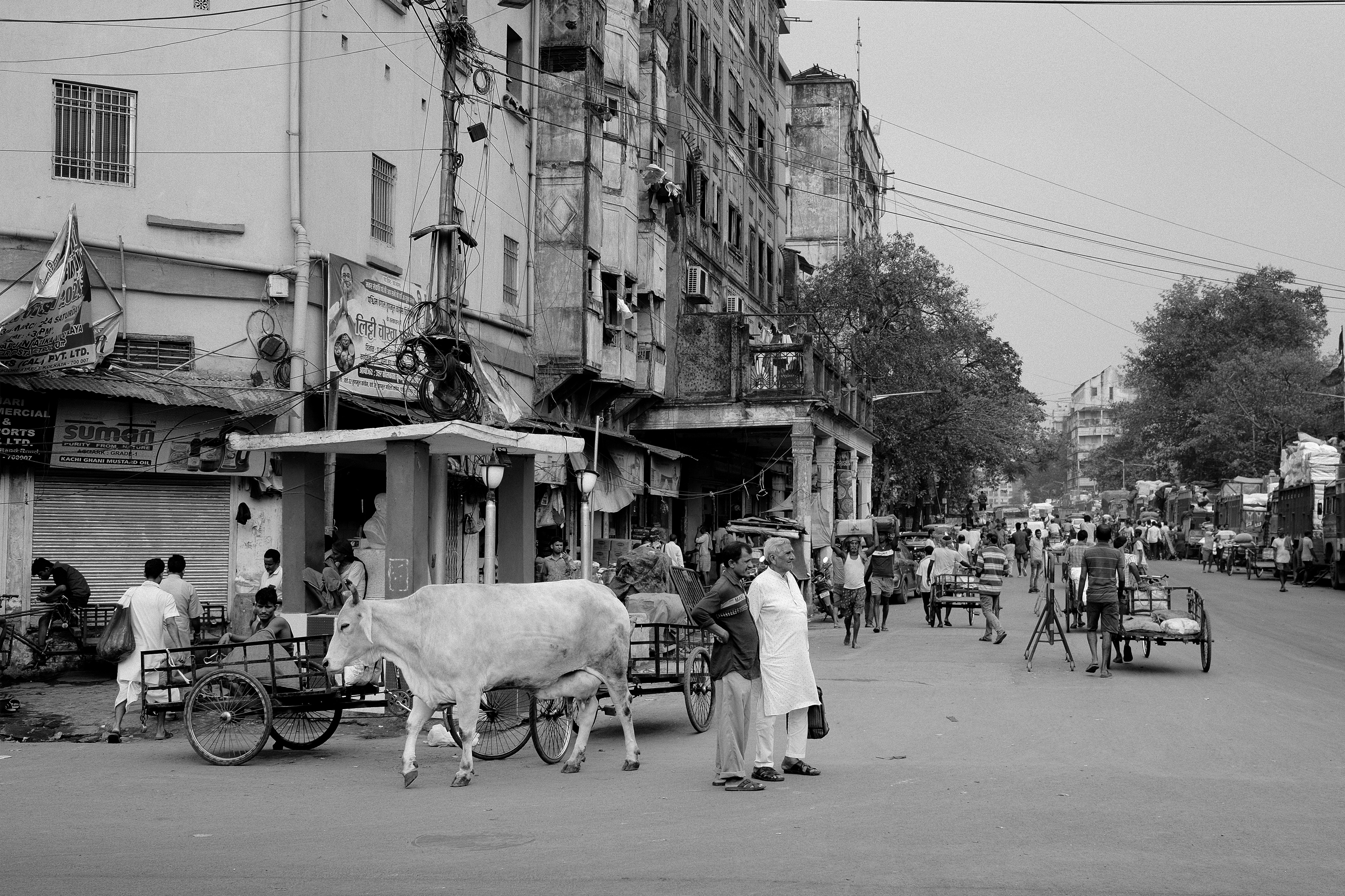 Two men look down the road while a cow passes behind them. Calcutta, India 2024.