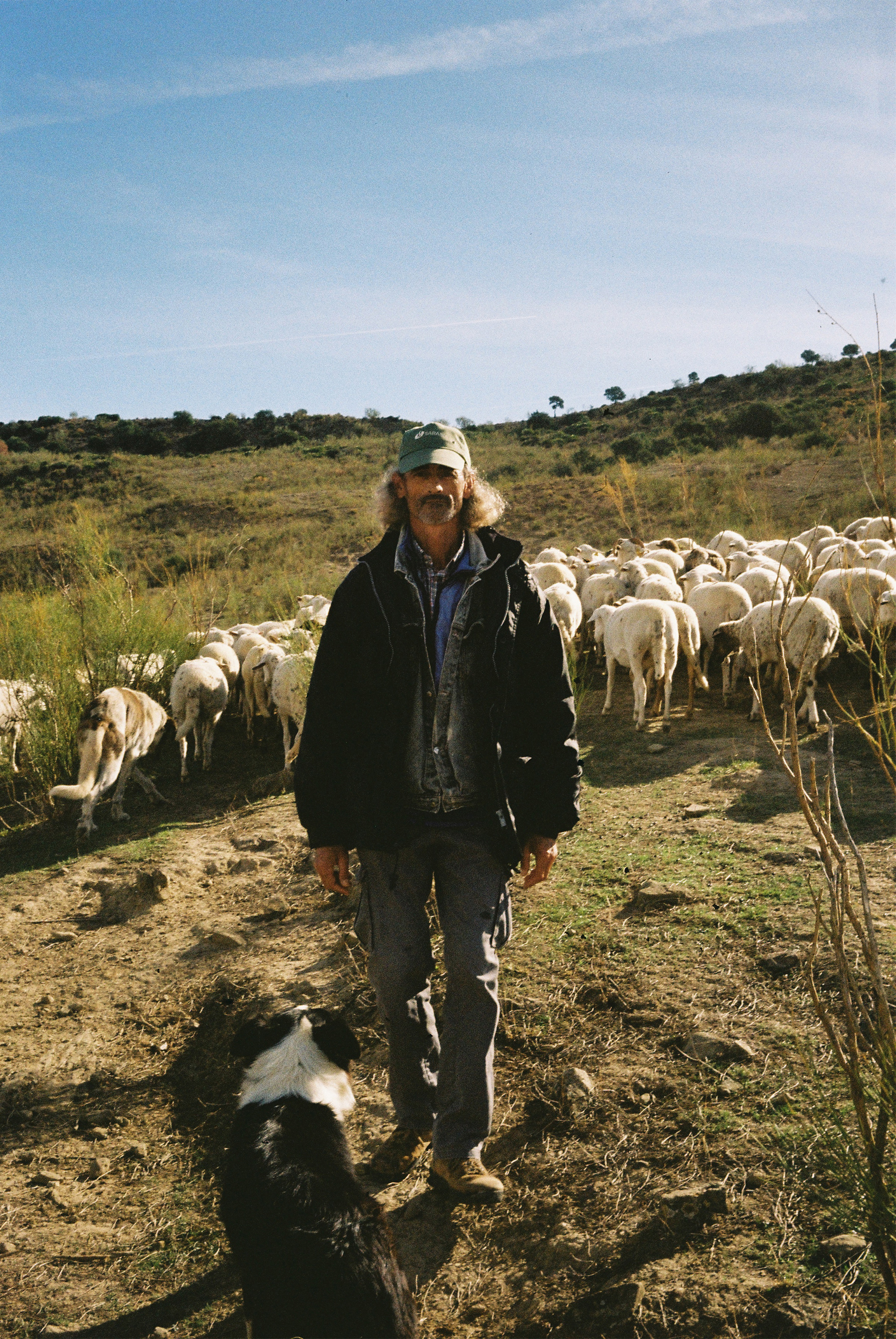 A shepherd wandering over the hills with his dogs and sheep. Ardales, Spain 2023.
